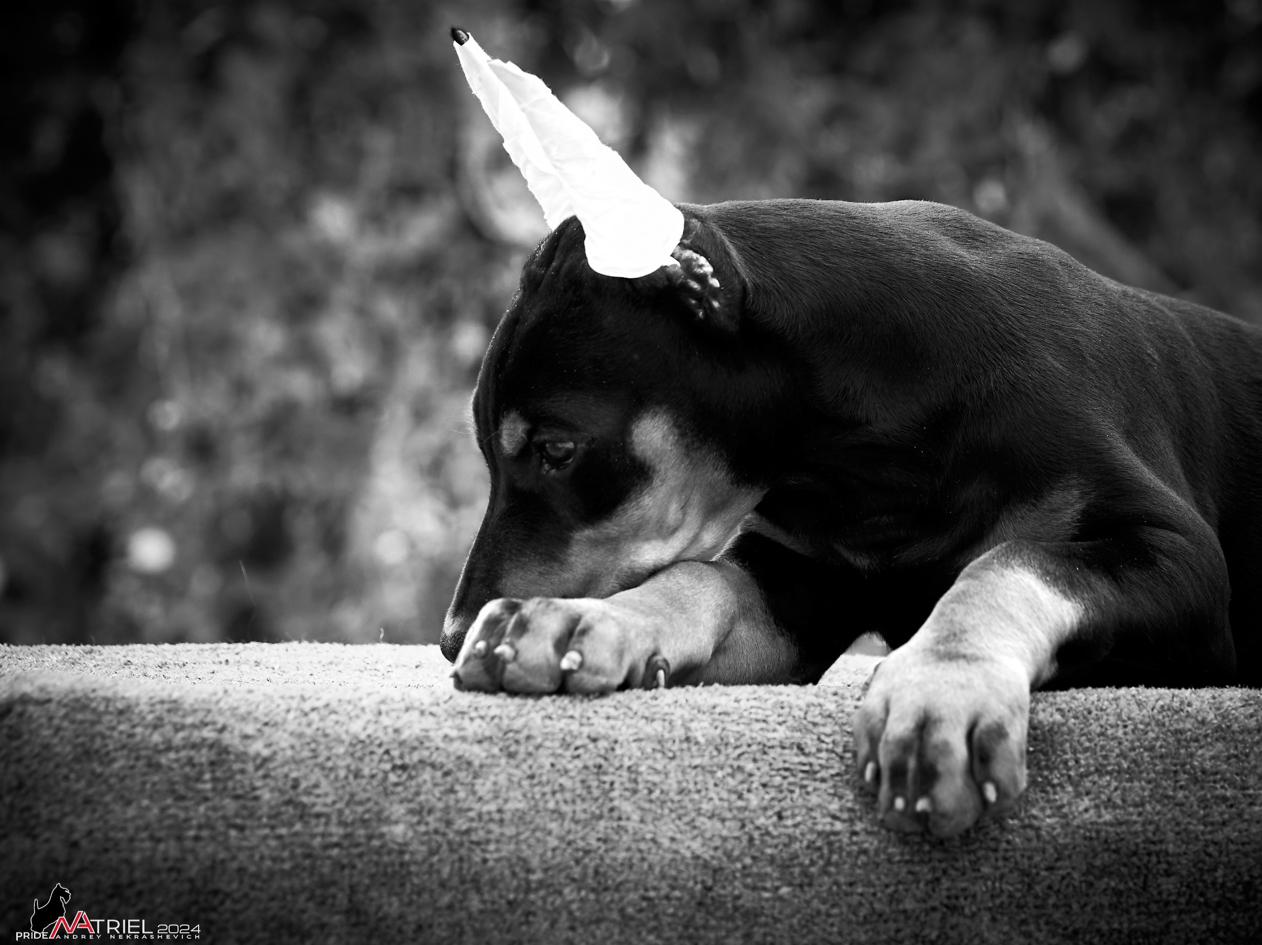 Съемка щенков доберманы