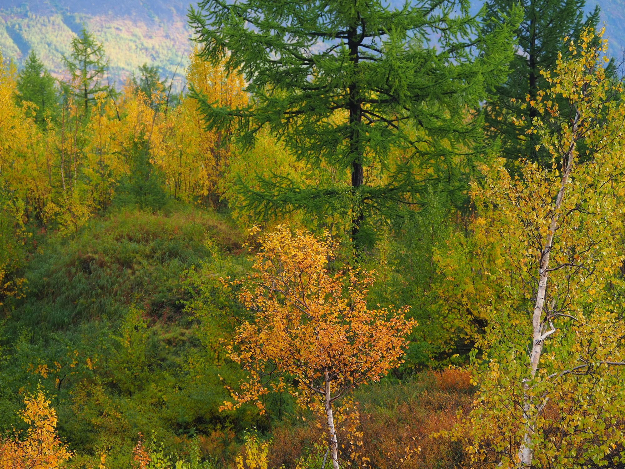 Природа.Осень. Талнах.рф