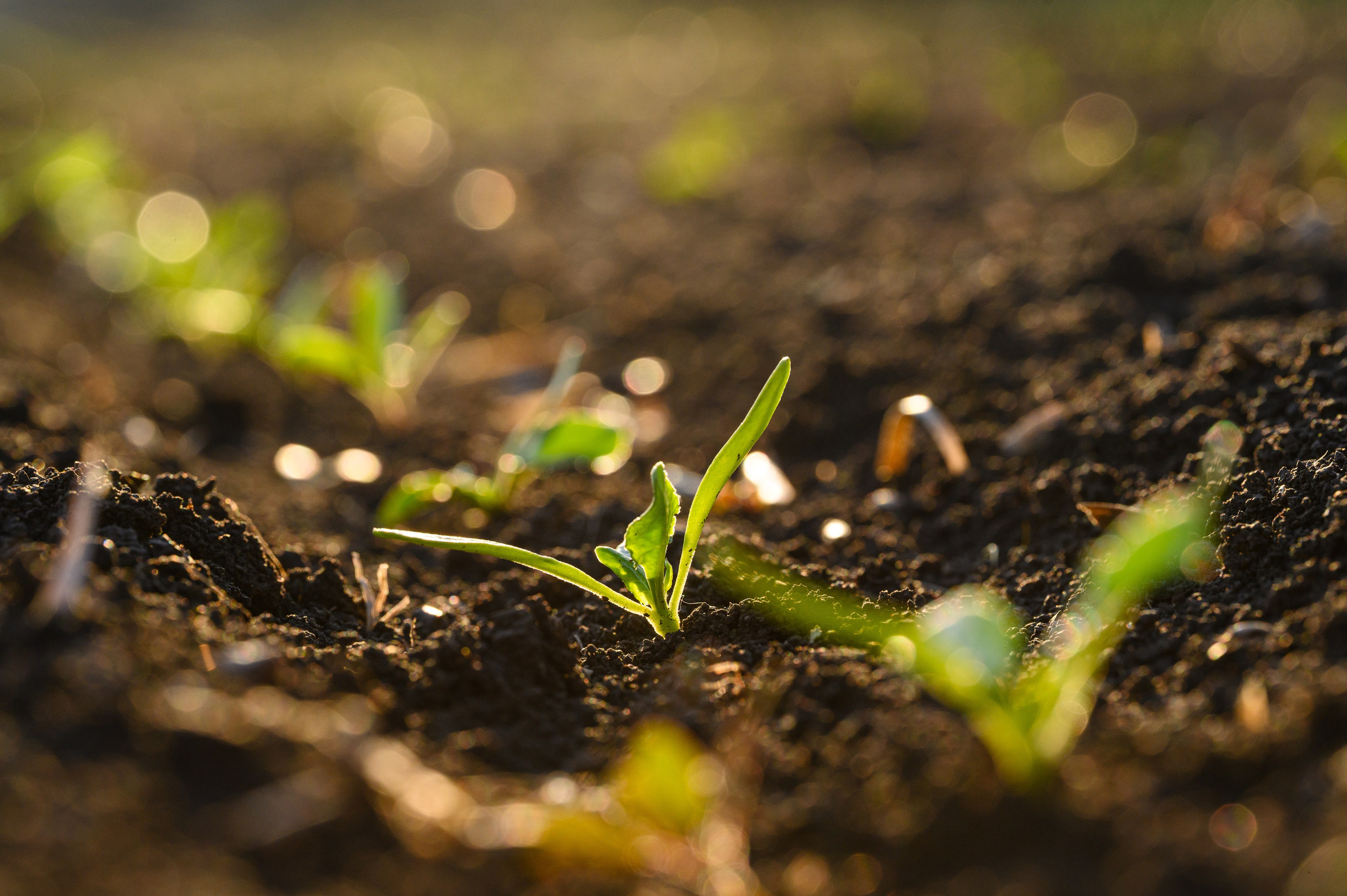 Проекты. Профессиональный фотограф Вячеслав Плацында | Липецк |