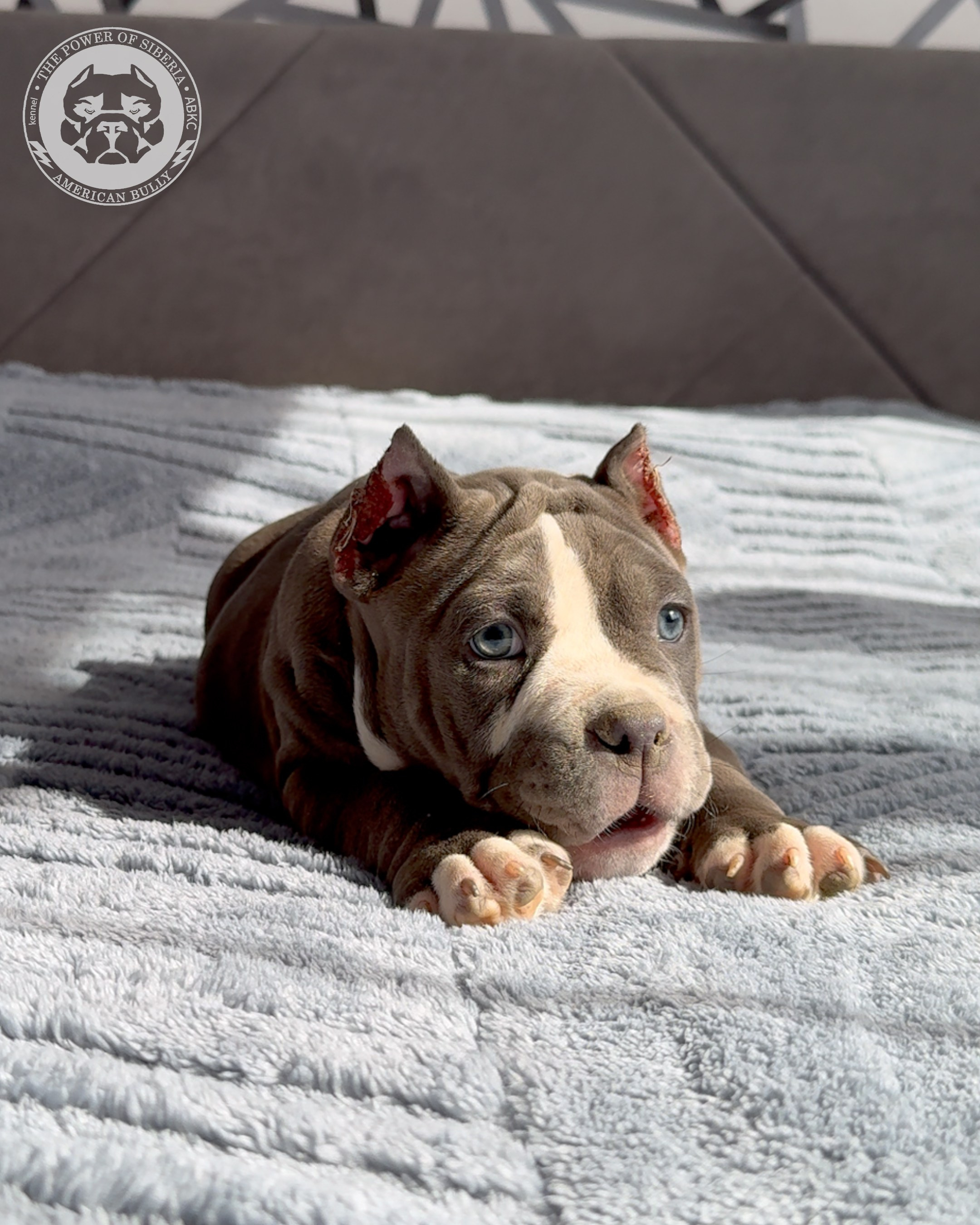 29.12.25-Терри-Локо. Американский Булли в г. Ростов-на-Дону. Питомник THE POWER OF SIBERIA