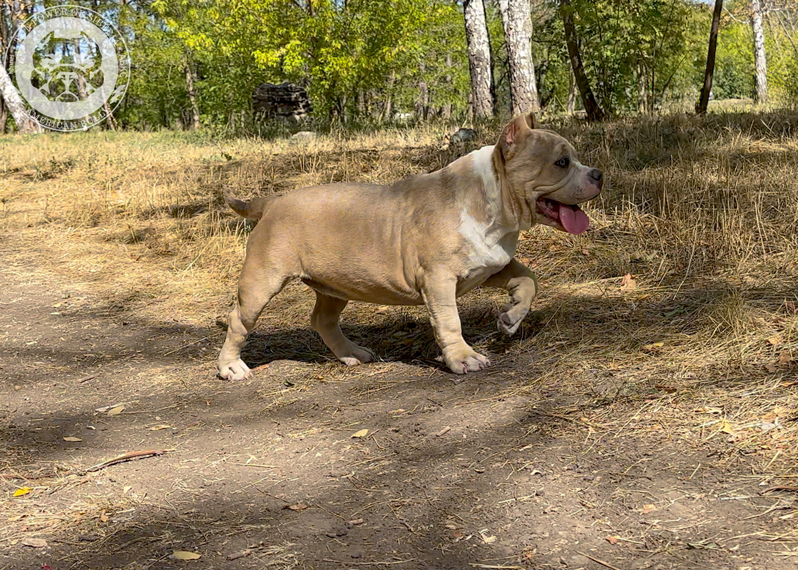 Помет Каспер и Тагира. 21.04.25. Американский Булли в г. Ростов-на-Дону. Питомник THE POWER OF SIBERIA