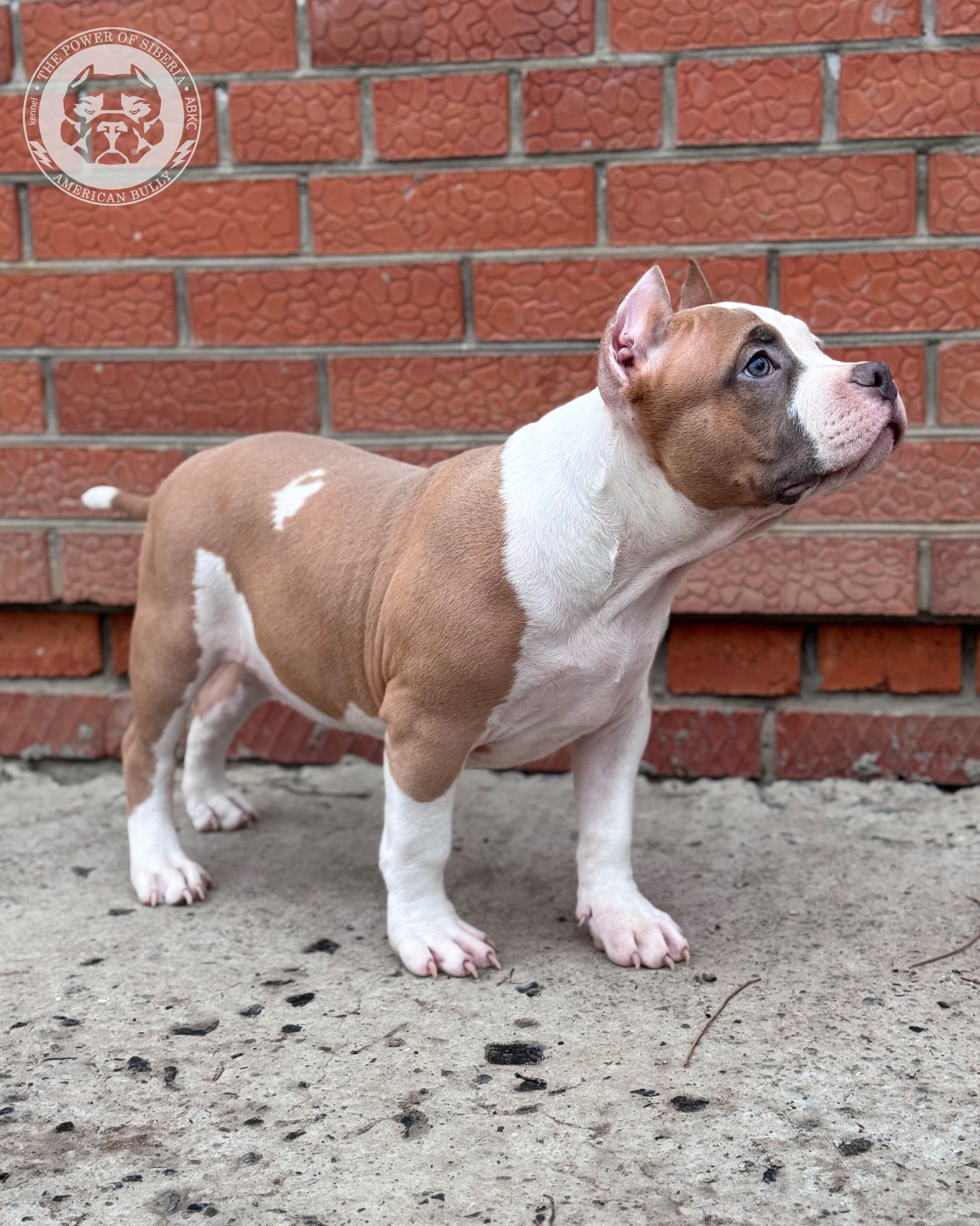 Свободные щенки Американский Булли, в типах покет, классик, стандарт. Американский Булли в г. Ростов-на-Дону. Питомник THE POWER OF SIBERIA