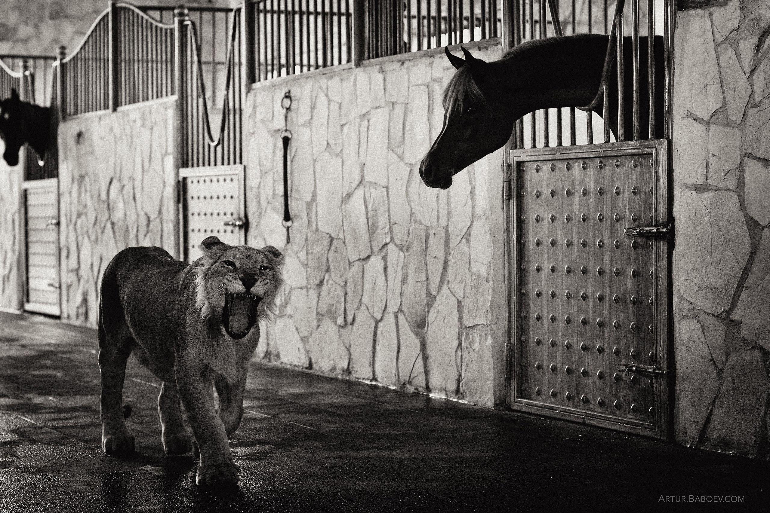 Gallery. Art photos of horses — ARTUR BABOEV | Photographer