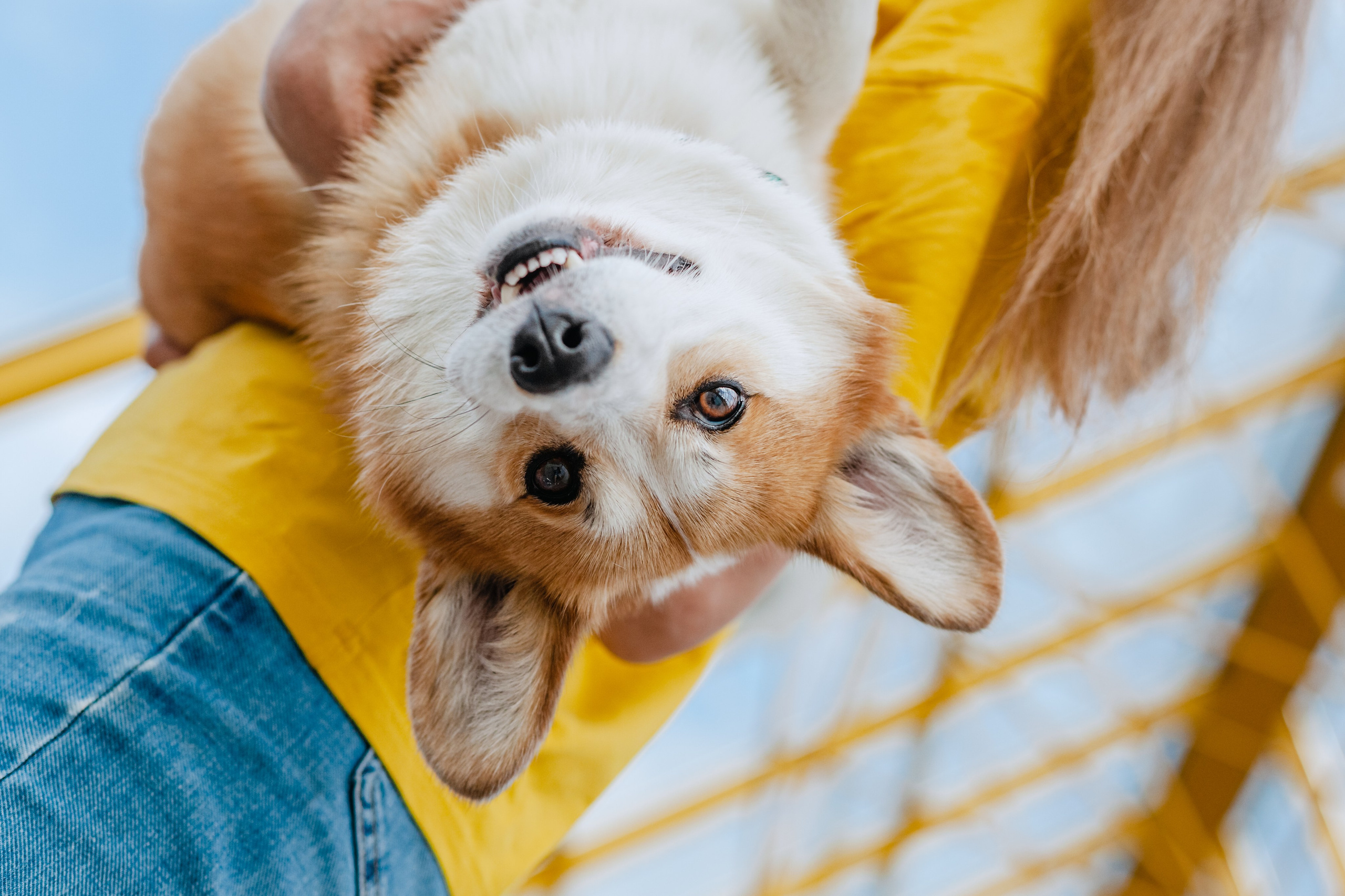Андреевский мост. Фотограф-анималист Татьяна Степанова