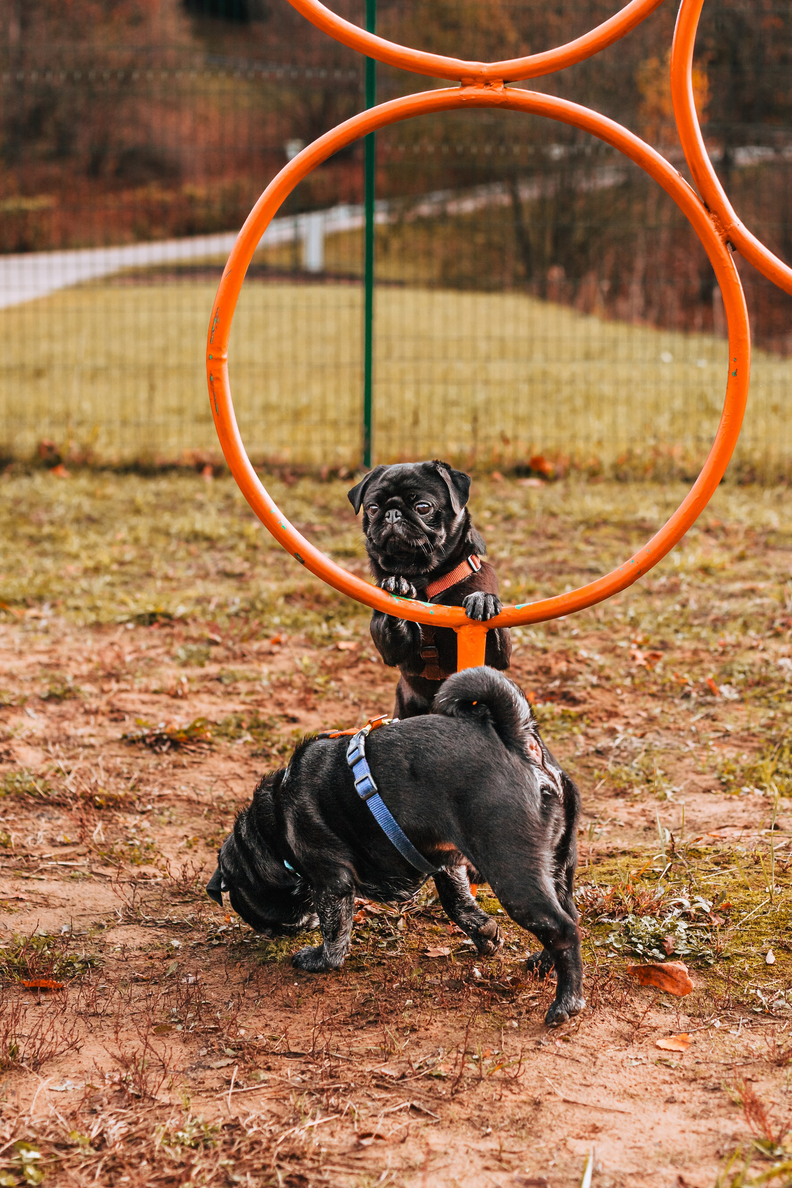 Оля, Харви, Луис. Фотограф-анималист Татьяна Степанова