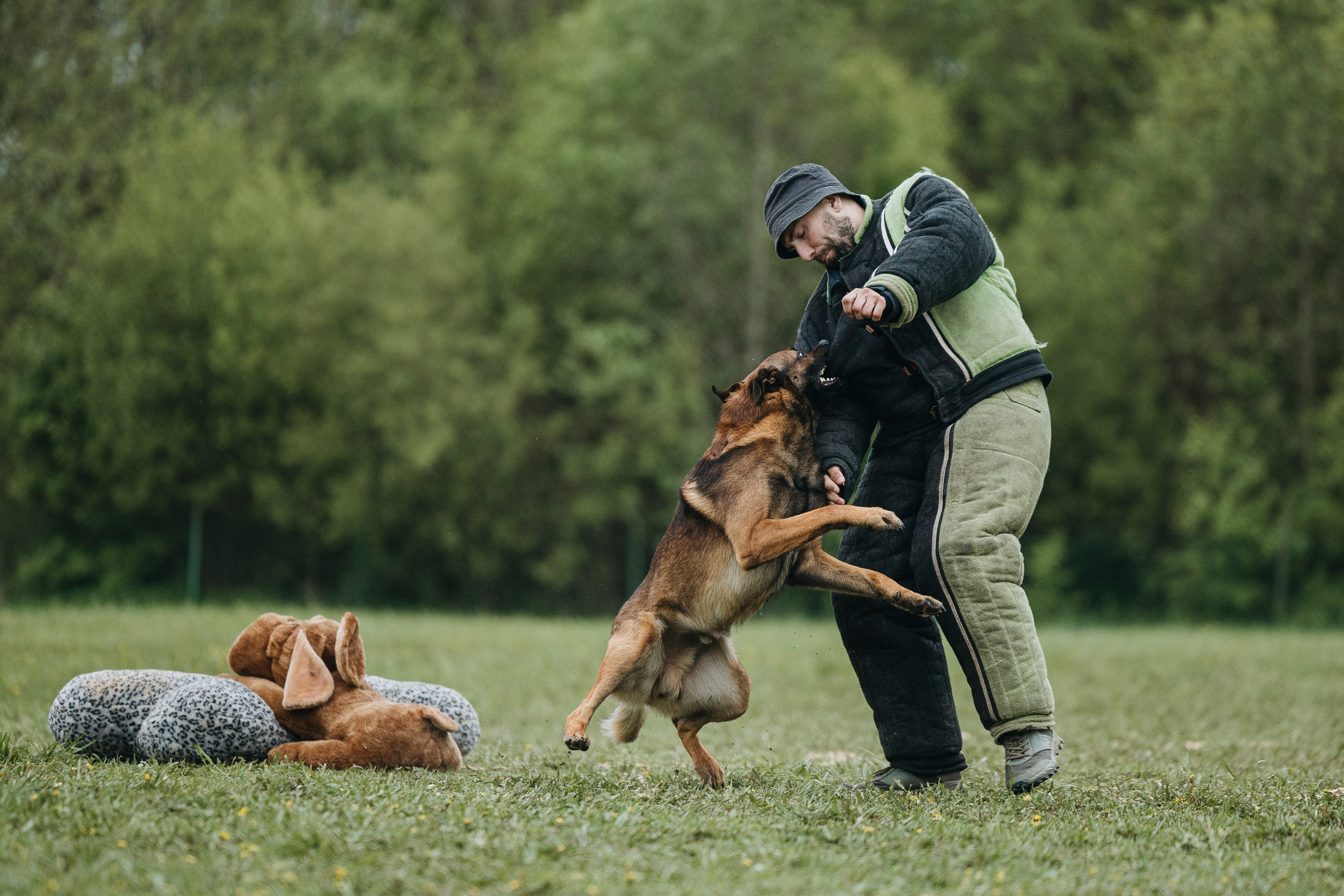 26.05.25 г. Пушкин квалификационные соревнования. Фотограф-анималист Анна Маринич