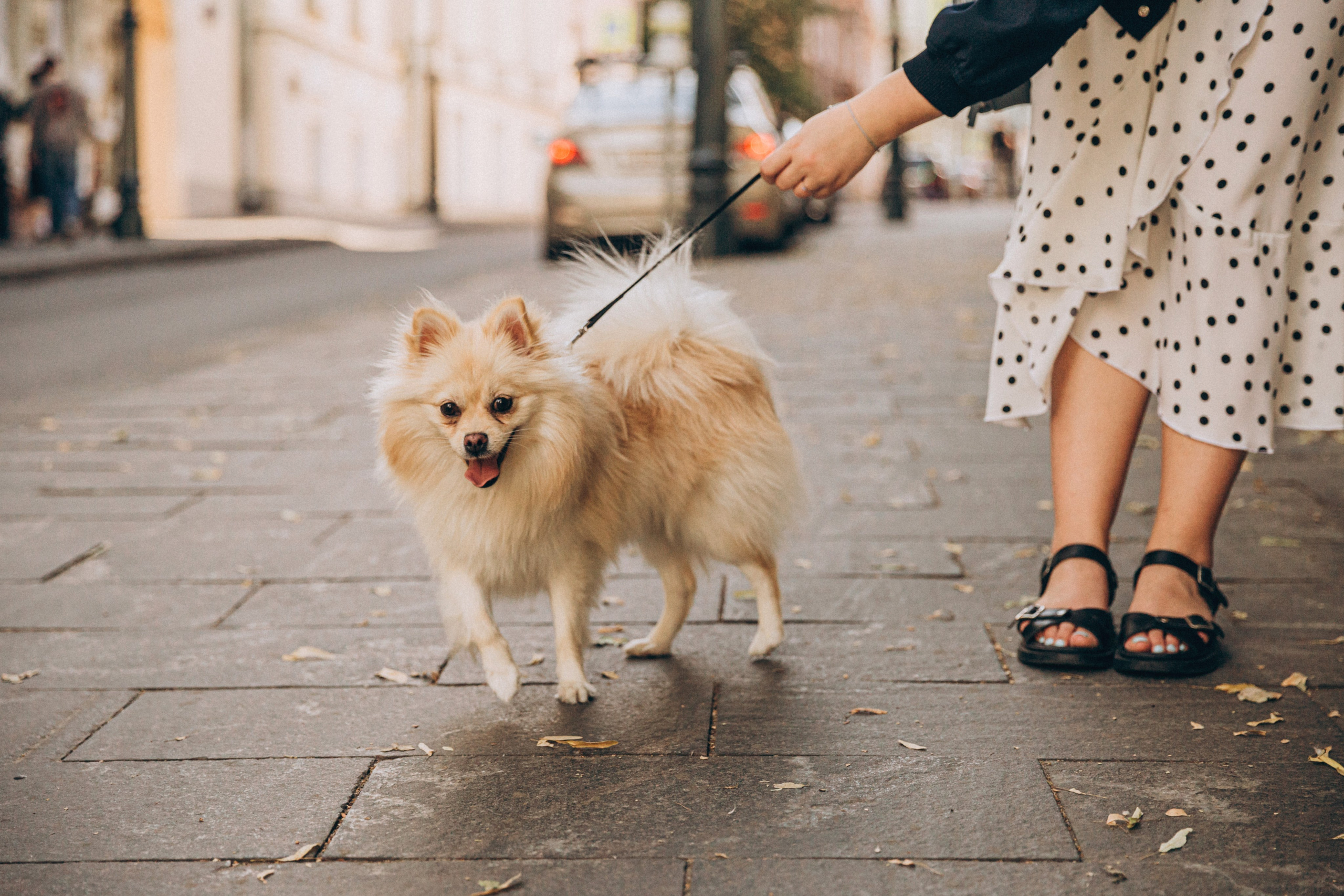 Даша и Булка. Фотограф-анималист в Москве Соломонова Варвара
