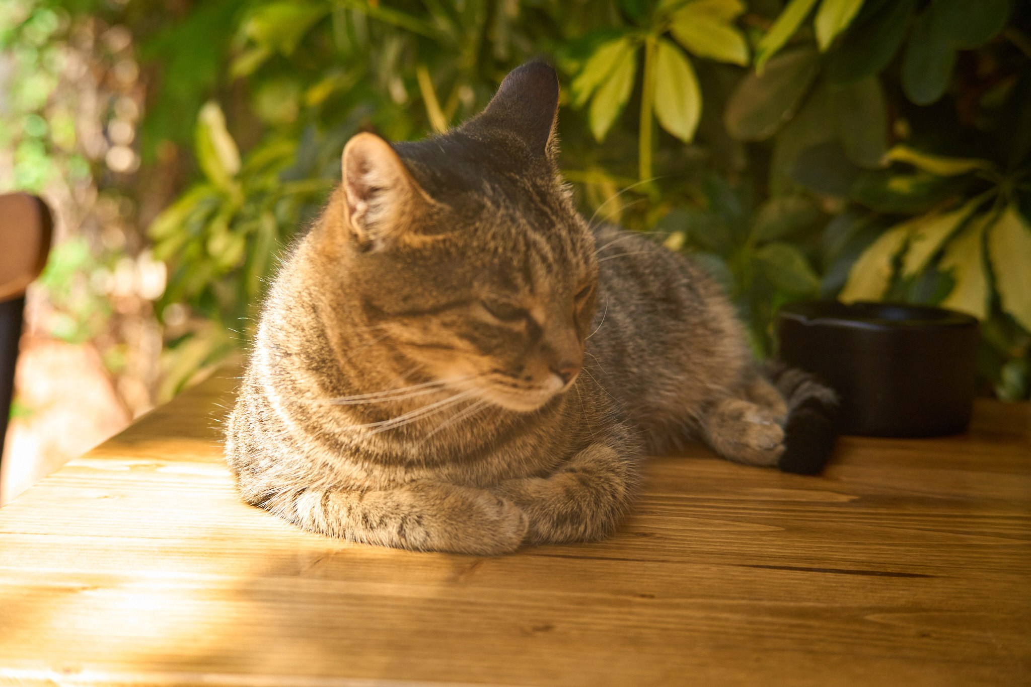 Черногория, сентябрь 2024. Фотограф, Римма Невинская