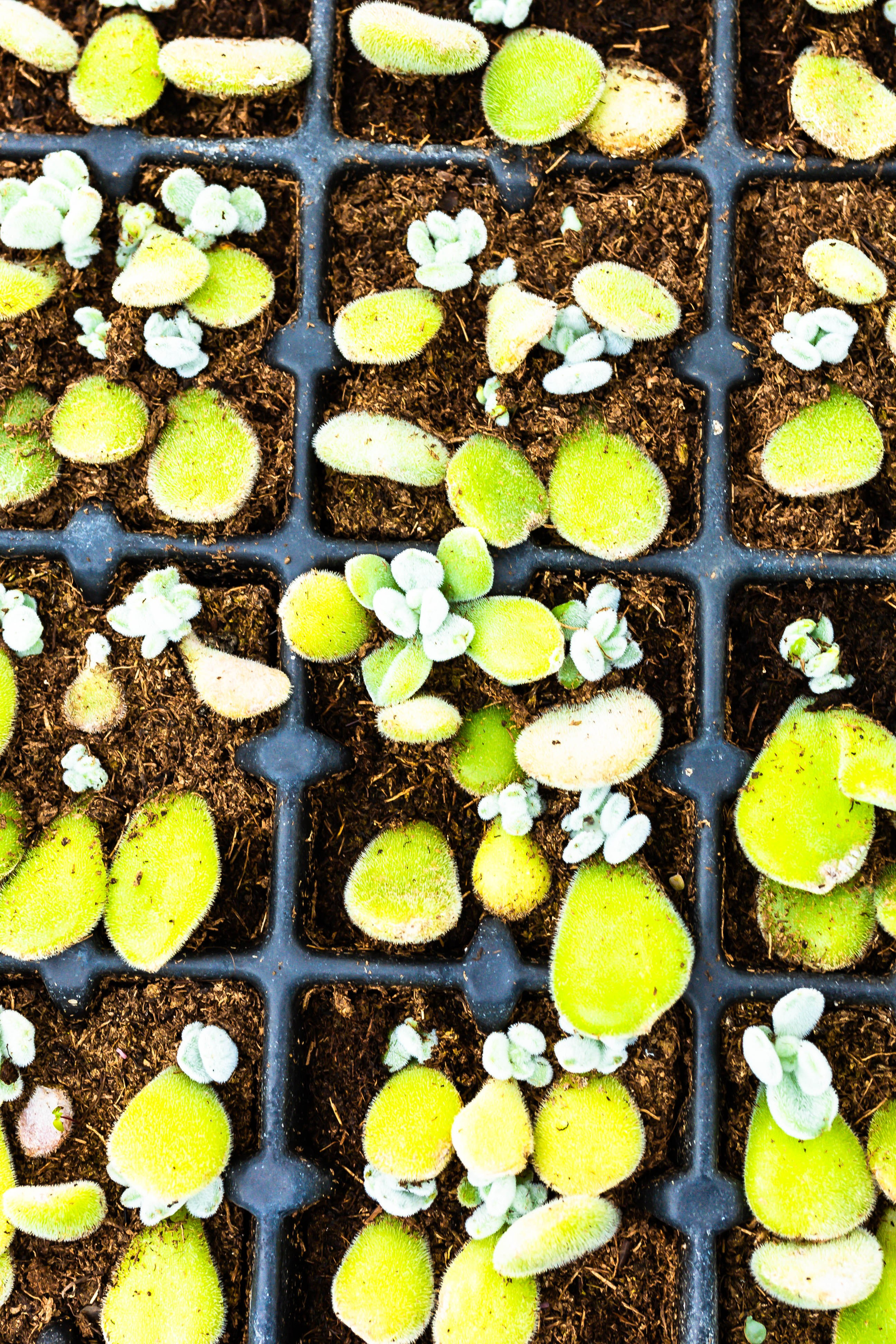 Фотографии природы Липецка. Свадебный и семейный фотограф Виолетта в Липецке