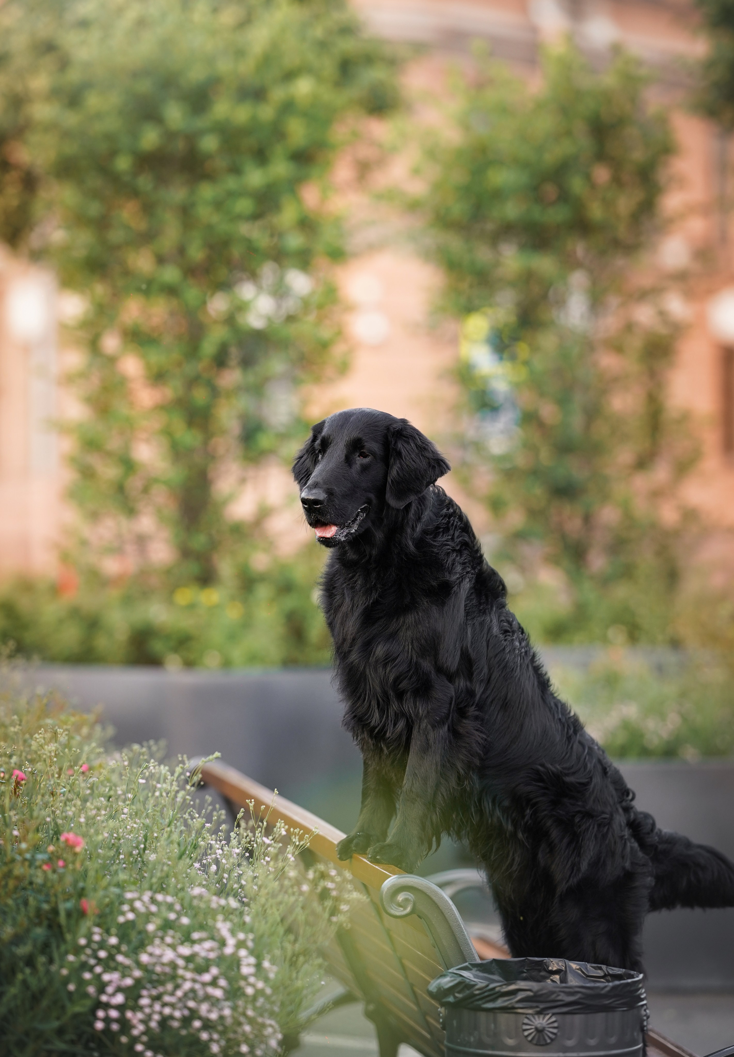 Анна и Мустик. Фотограф-анималист в Санкт-Петербурге Яна Мартынова