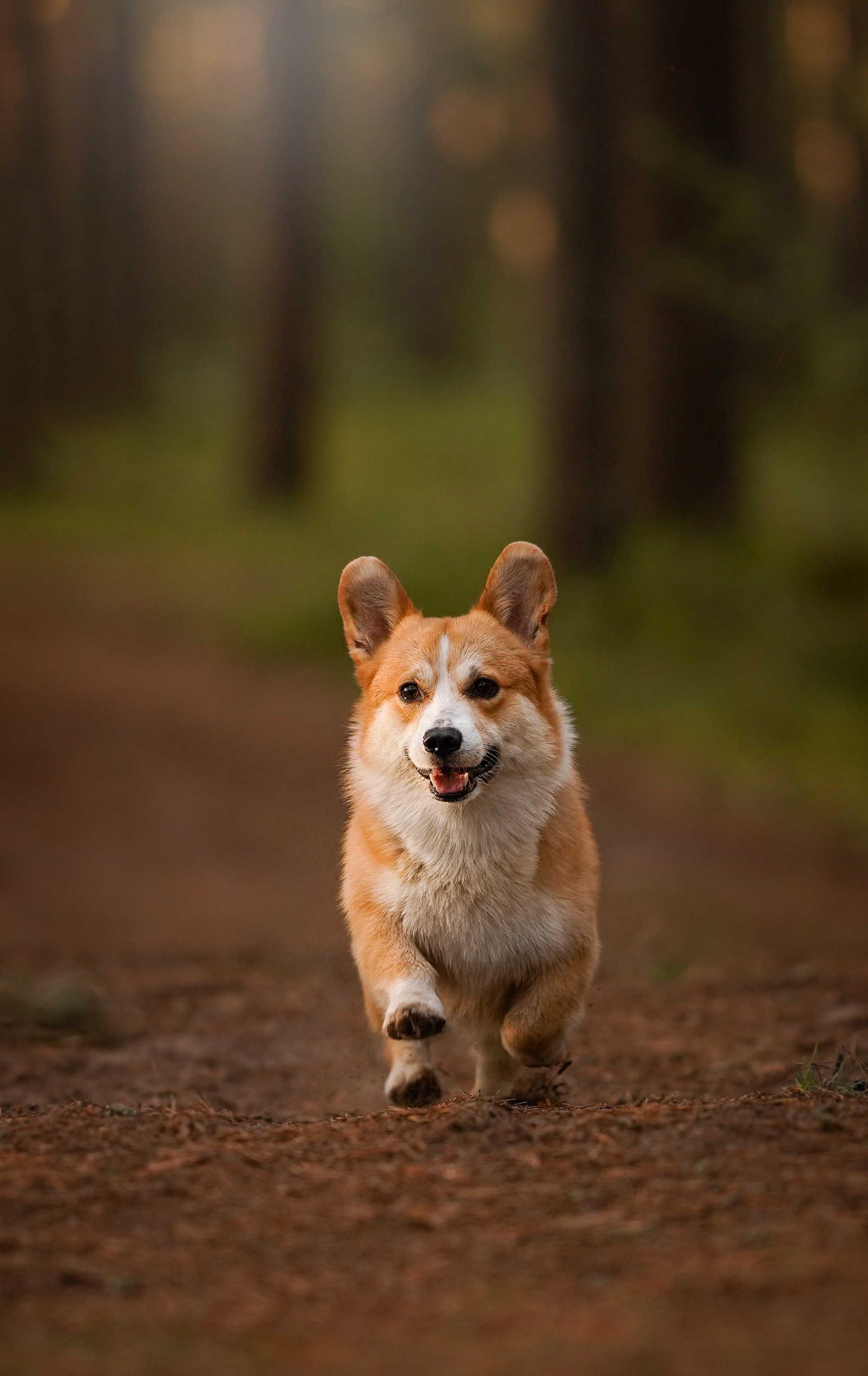 Таня и Оливер. Фотограф-анималист в Санкт-Петербурге Яна Мартынова
