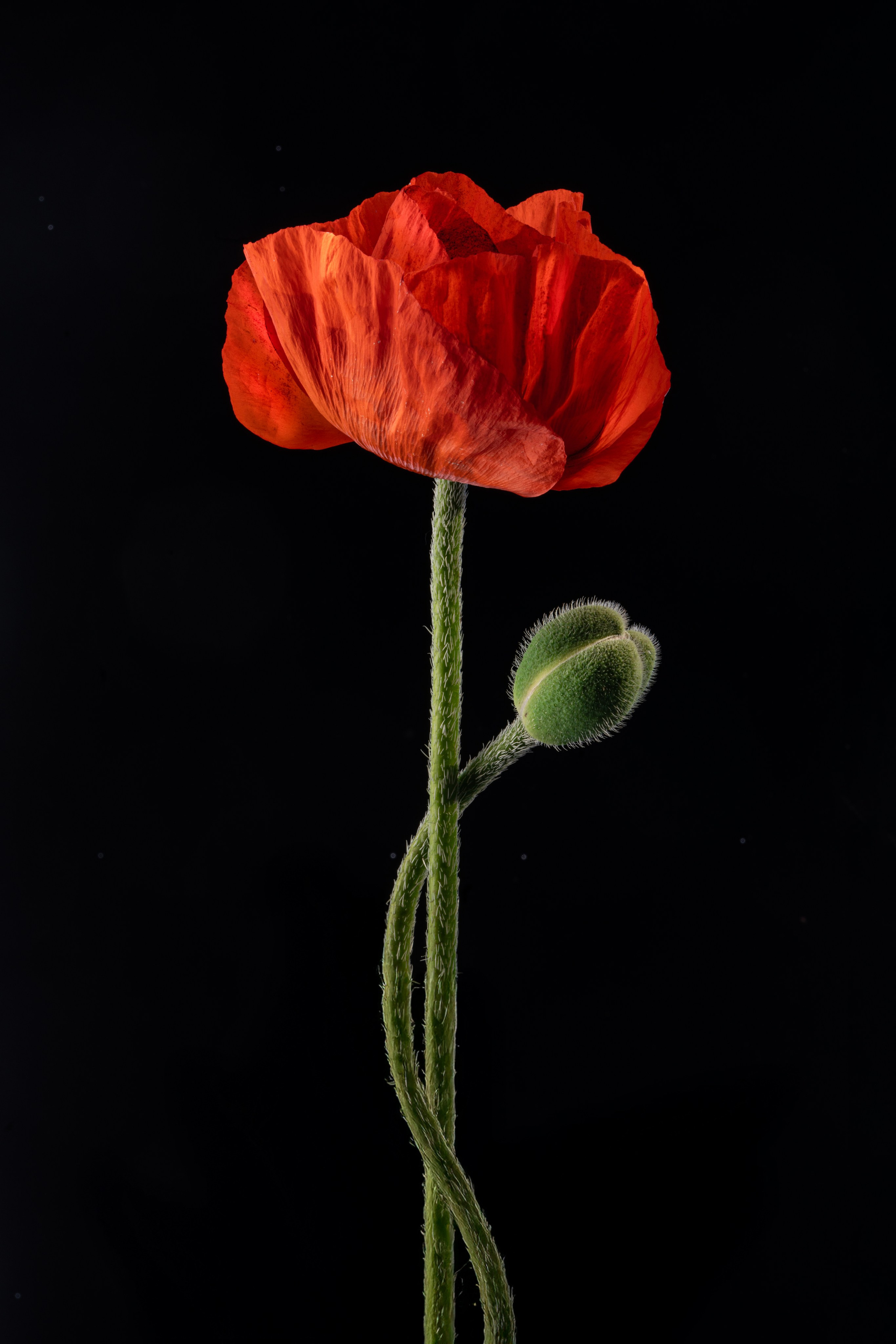 Ботаника 2025. Яна Каменская