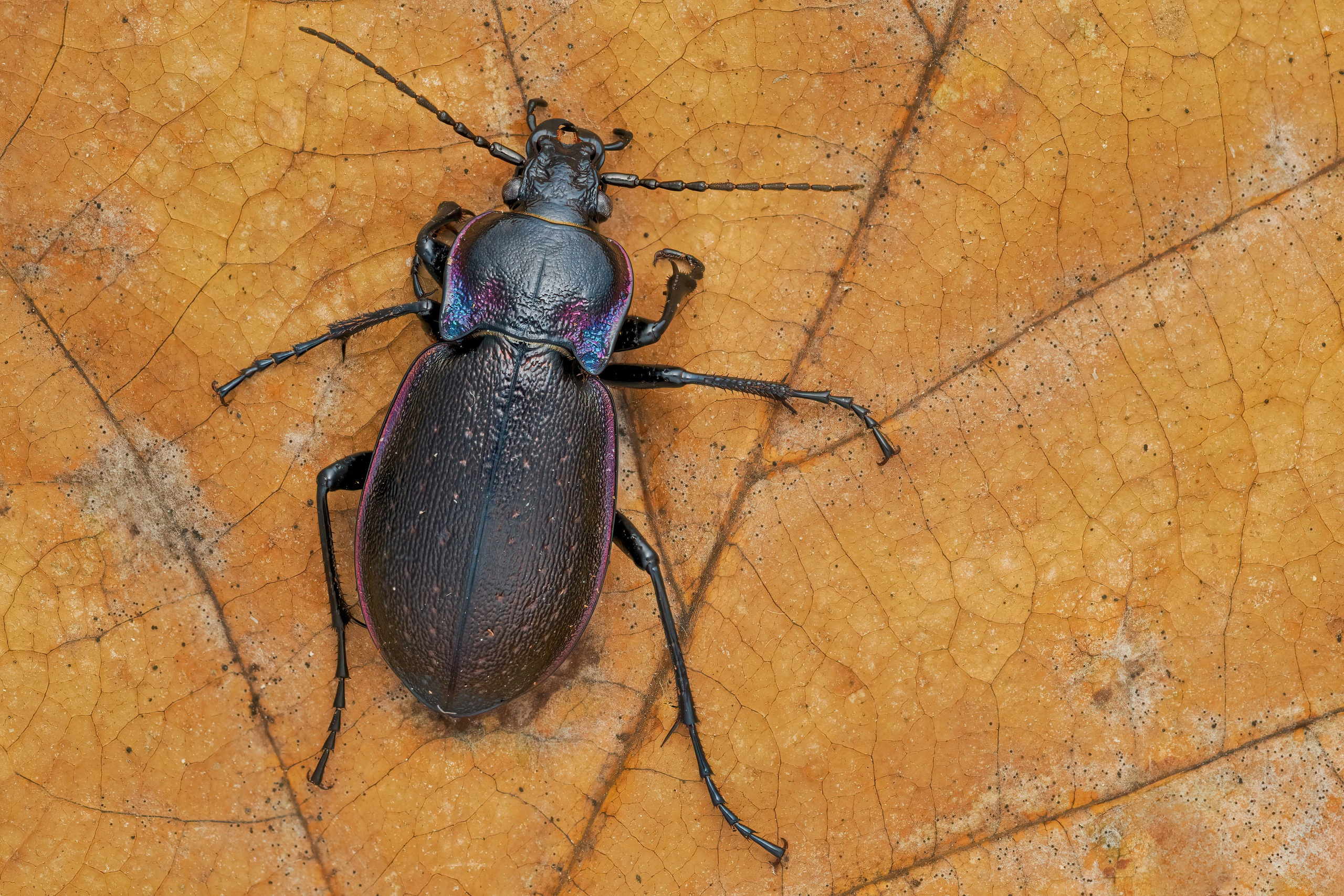 Жужелица фиолетовая