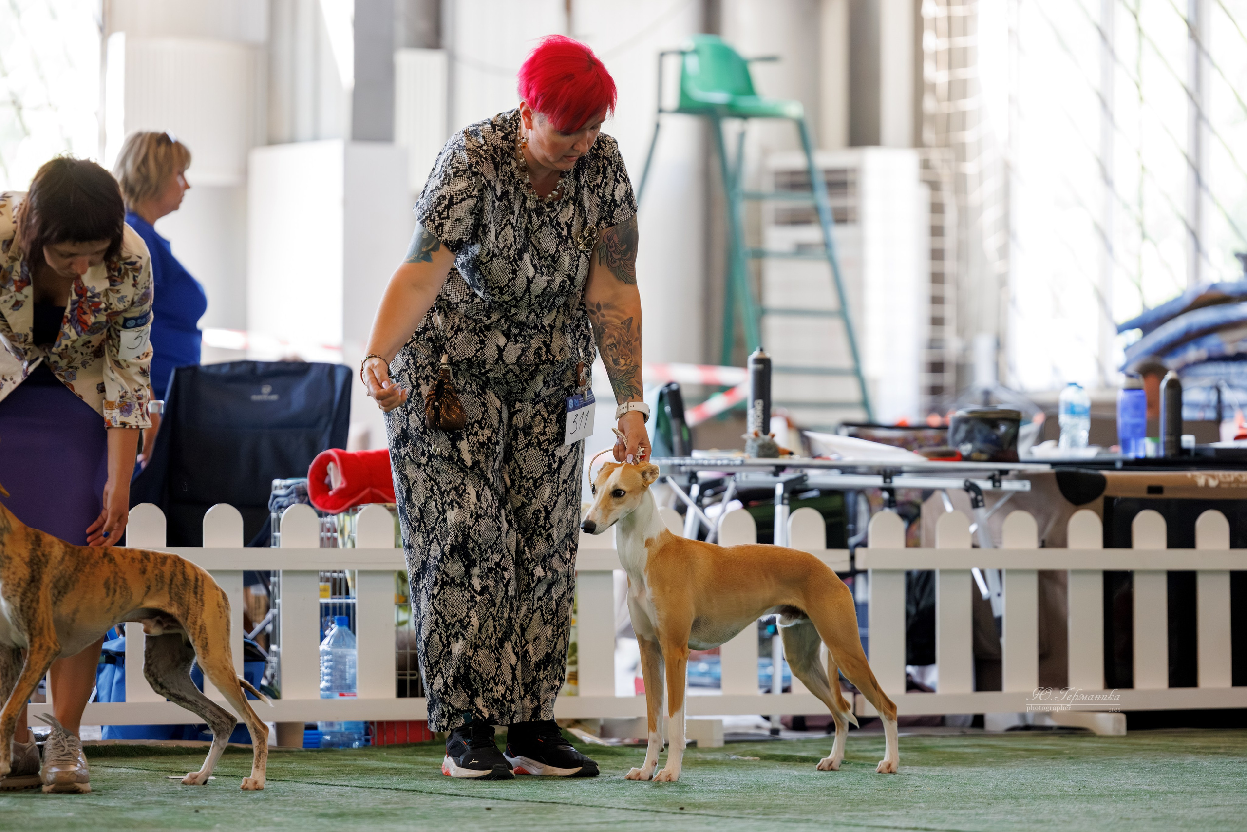 Батуми 3хCACIB 27-29.06.2025. Фотограф-анималист Юлия Германика