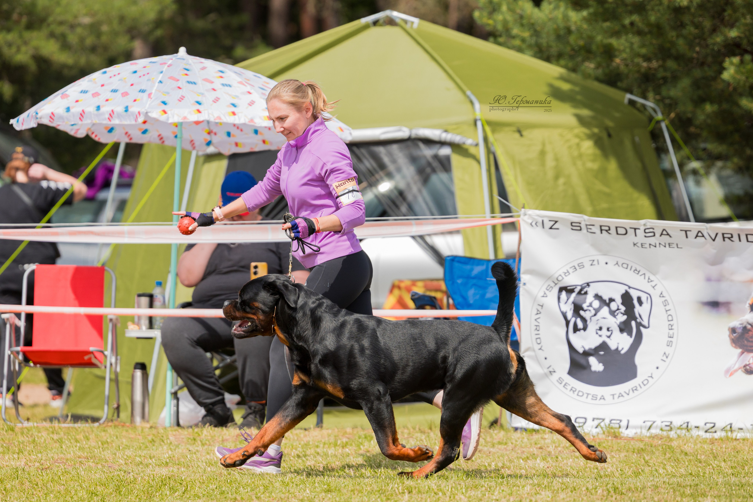 Тверь ротвейлеры 5-6.07.2025. Фотограф-анималист Юлия Германика