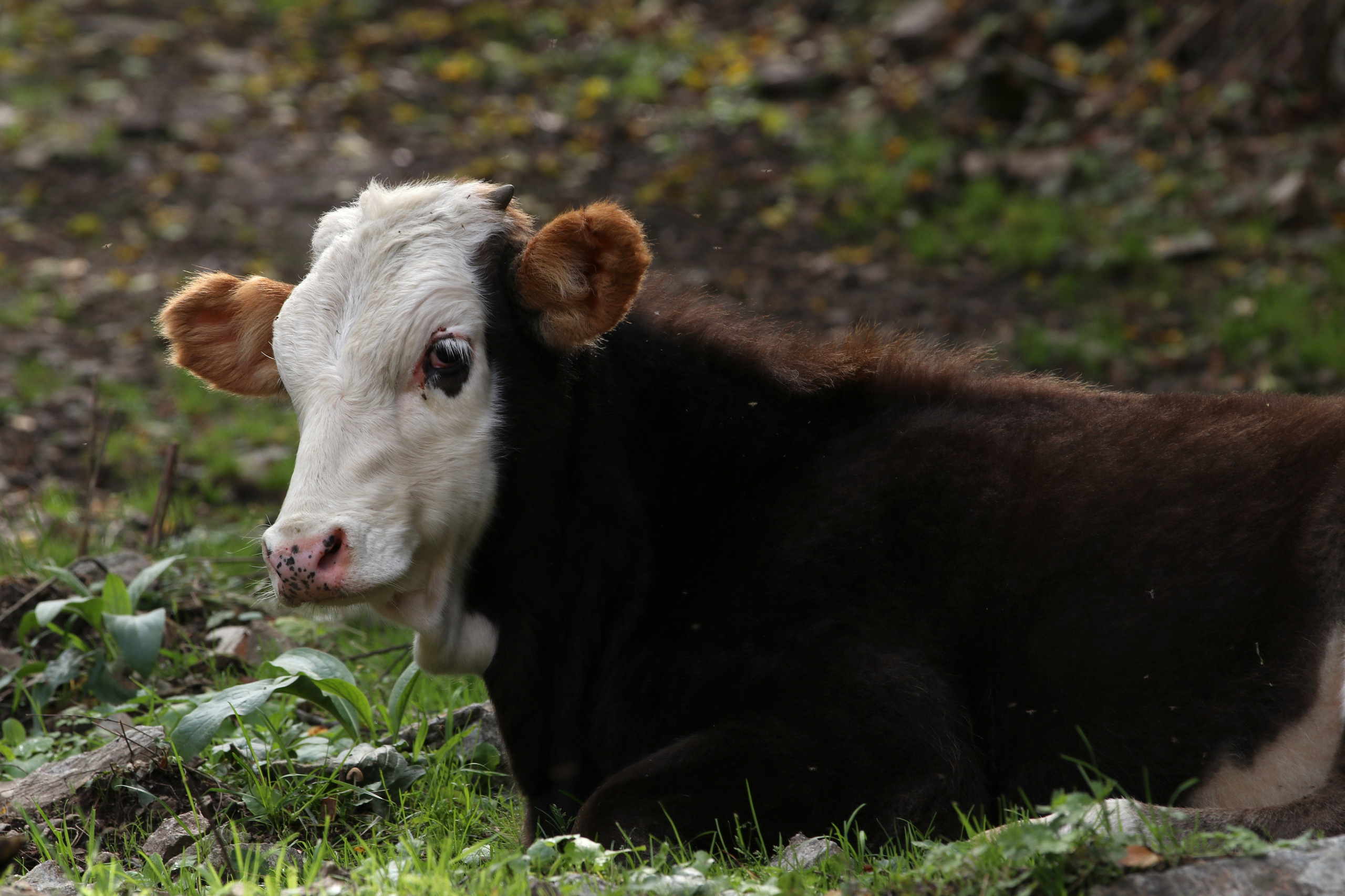 Приэльбрусье. Сентябрь 2024. Путешественник-фотограф из Санкт-Петербурга Татьяна Свистулина