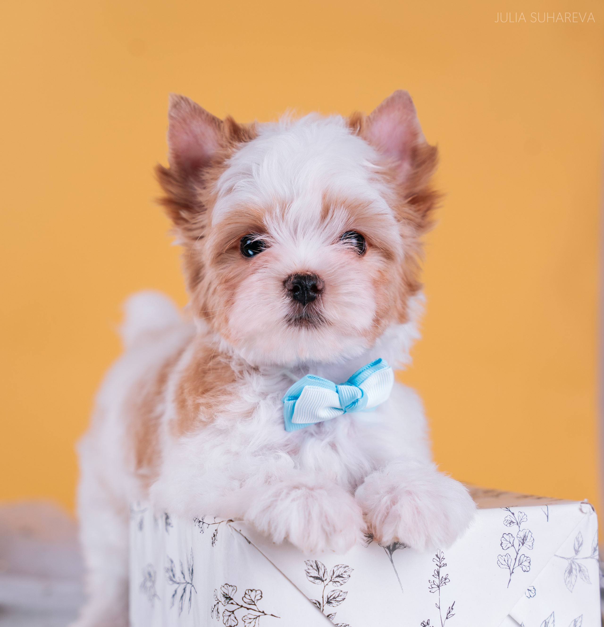 Йоркширский терьер (домашняя съемка). Главная