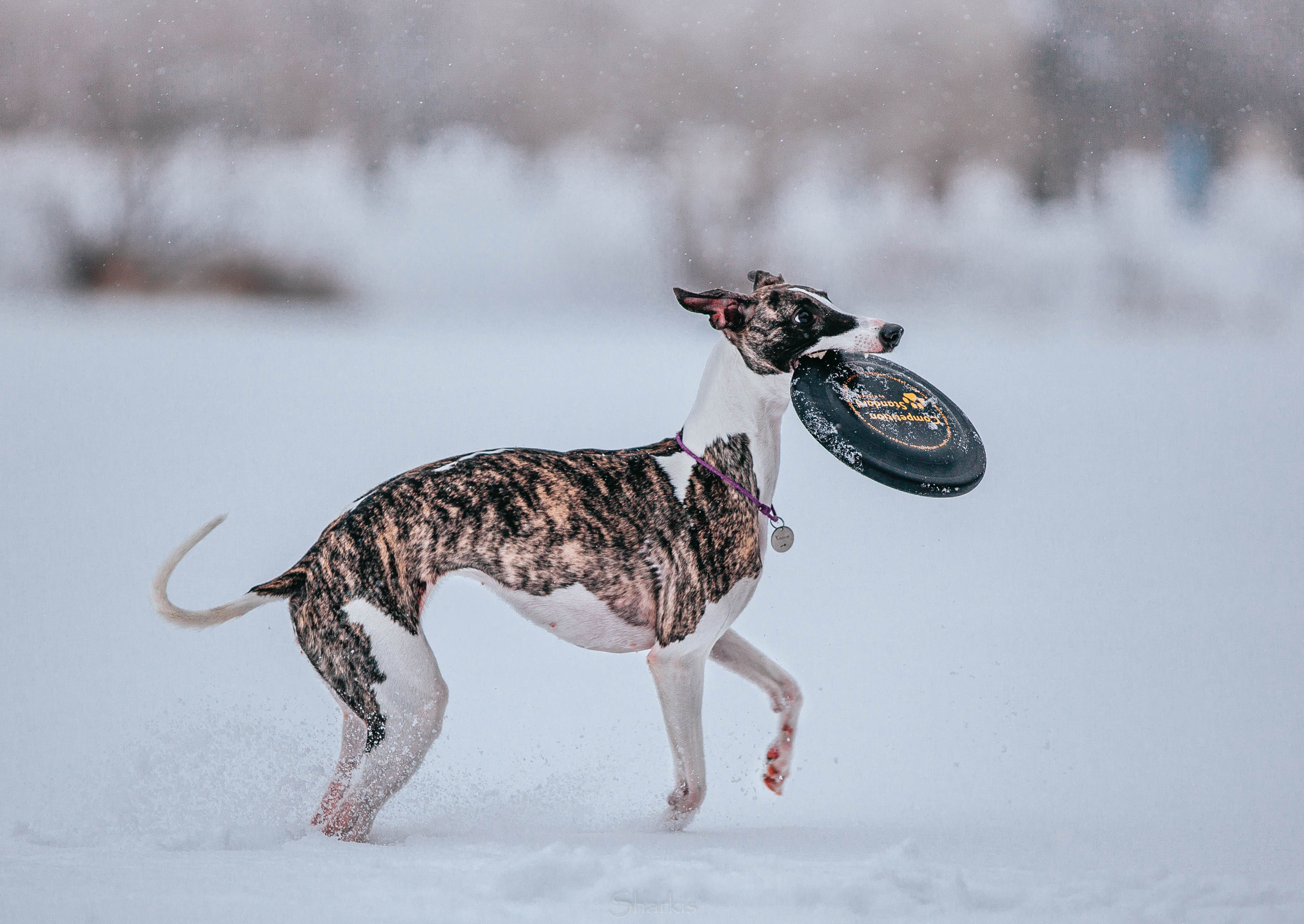 Хельга и Пёс. Главная