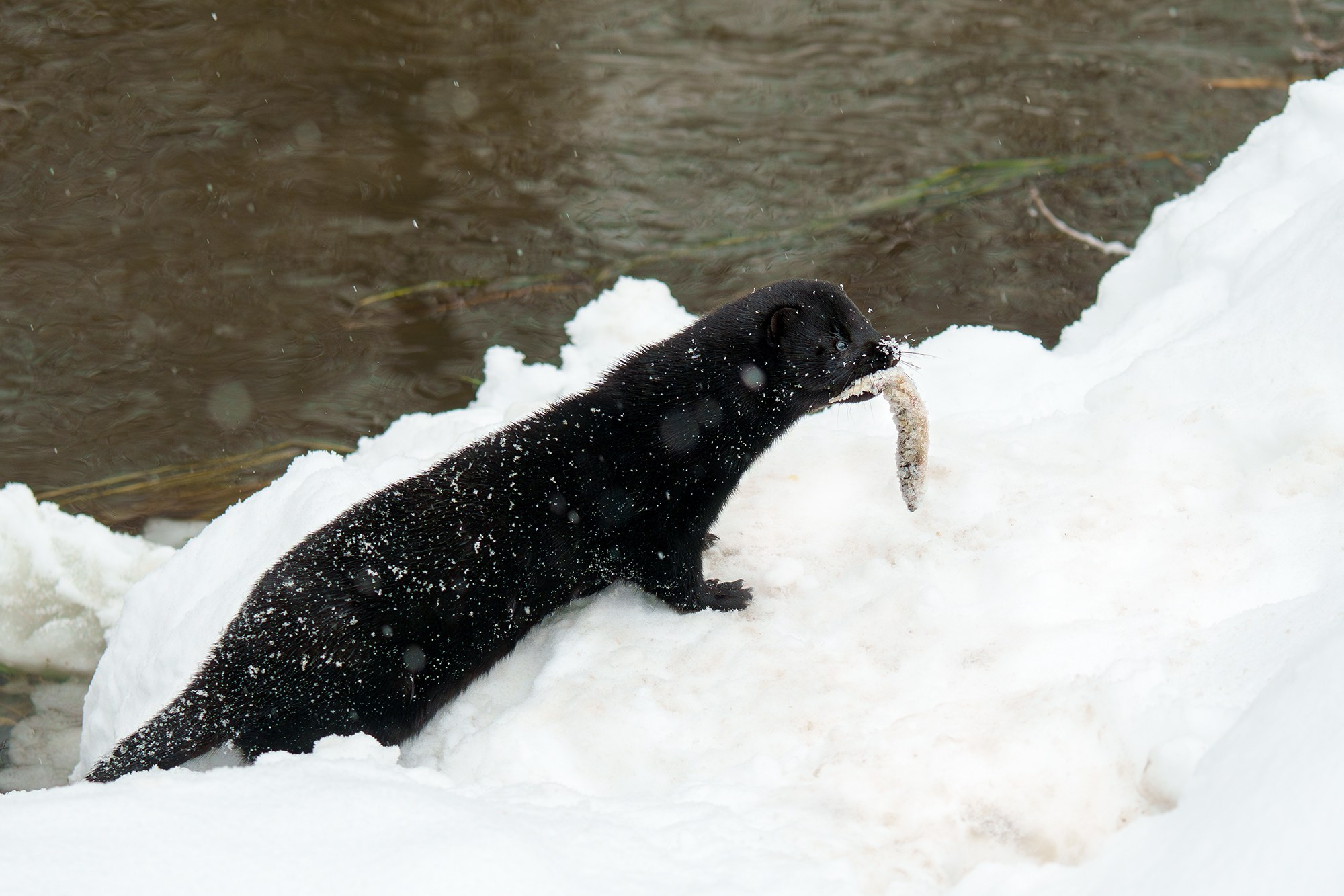Животные. Ваш личный фотограф Марина Волкова