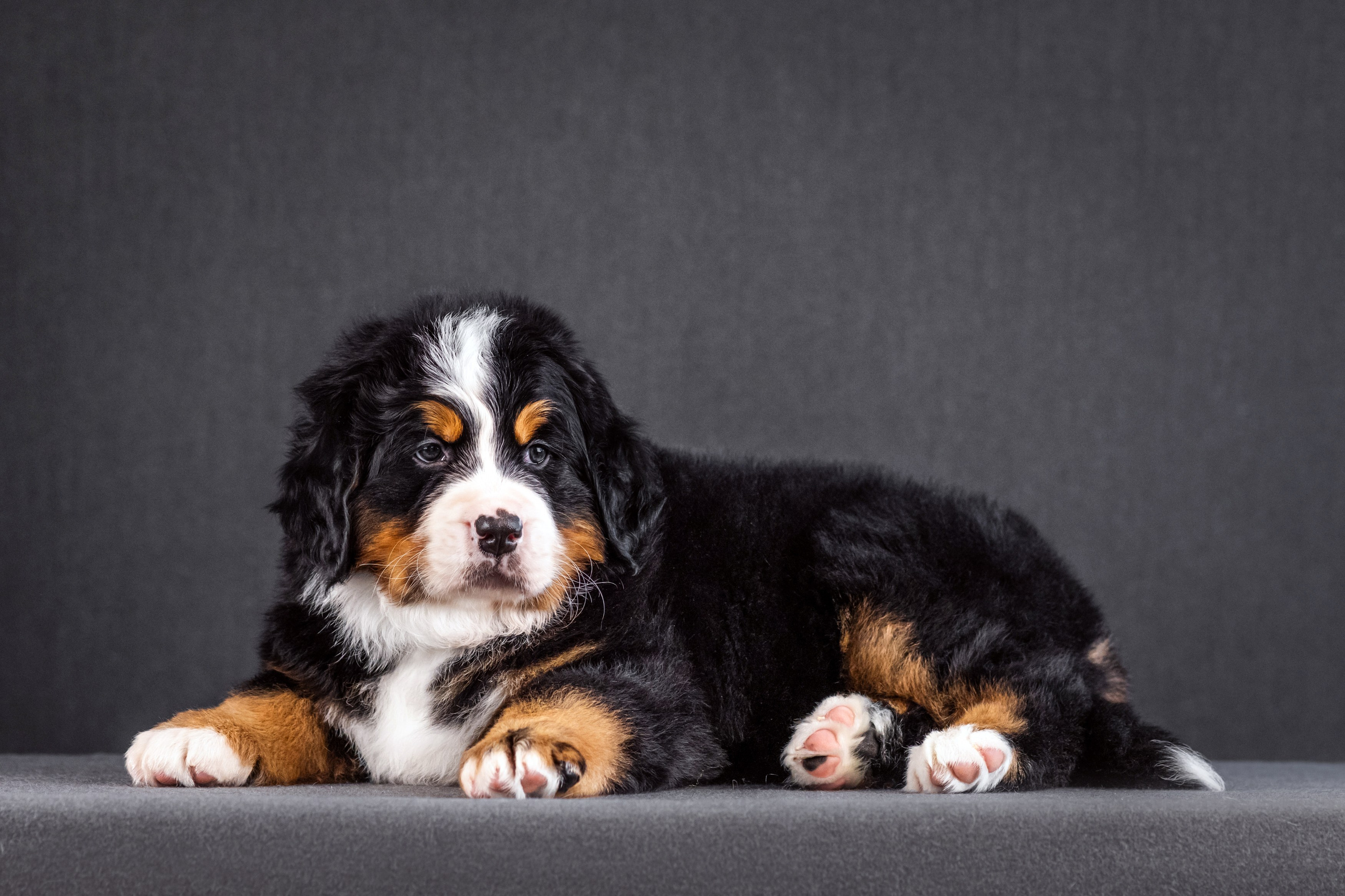 Берны. Фотограф анималист Аня Ливанова | Рыбинск