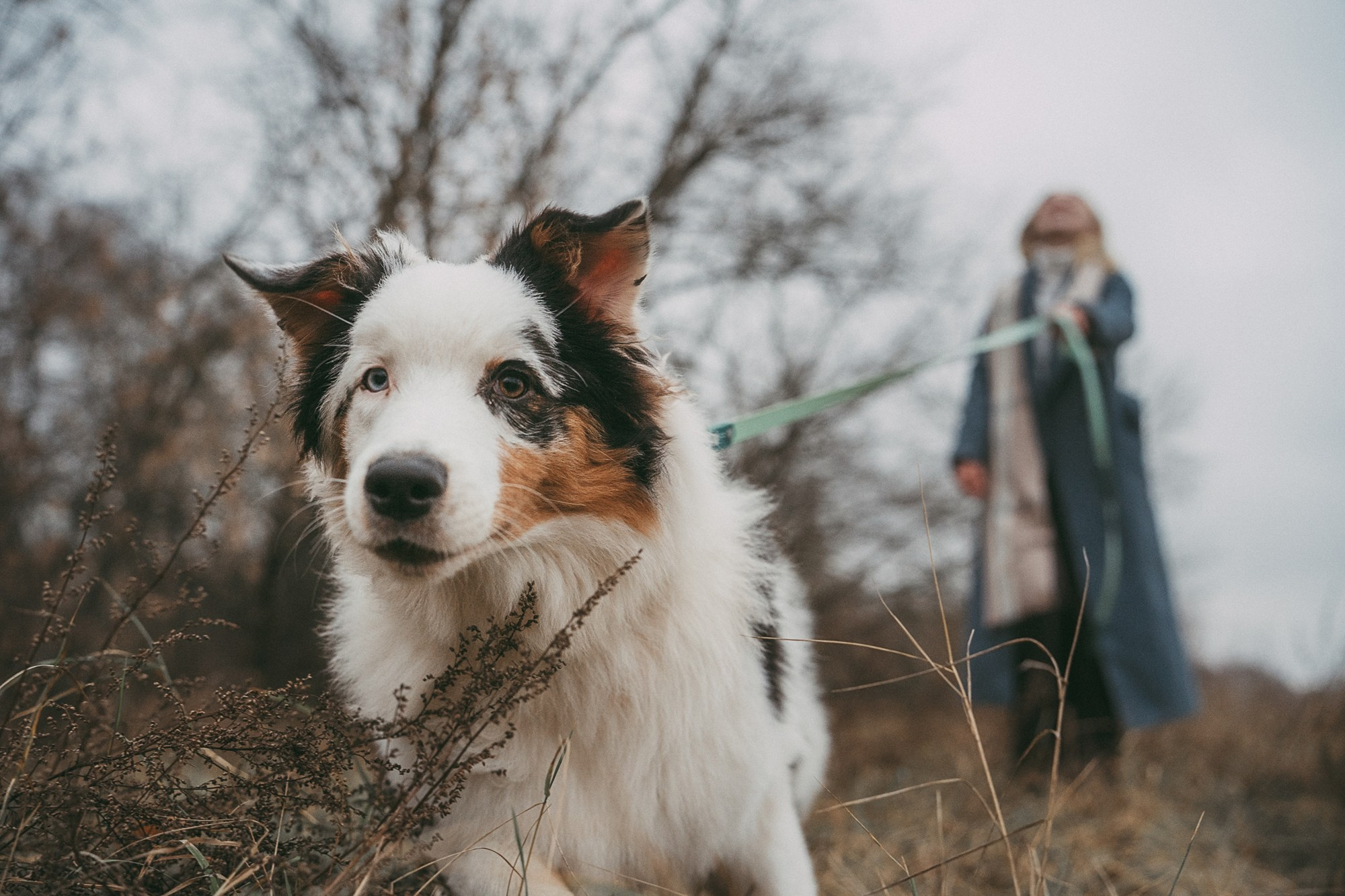 Лиза и Бублик. Фотограф анималист в Москве и Санкт-Петербурге Свиридова Анна