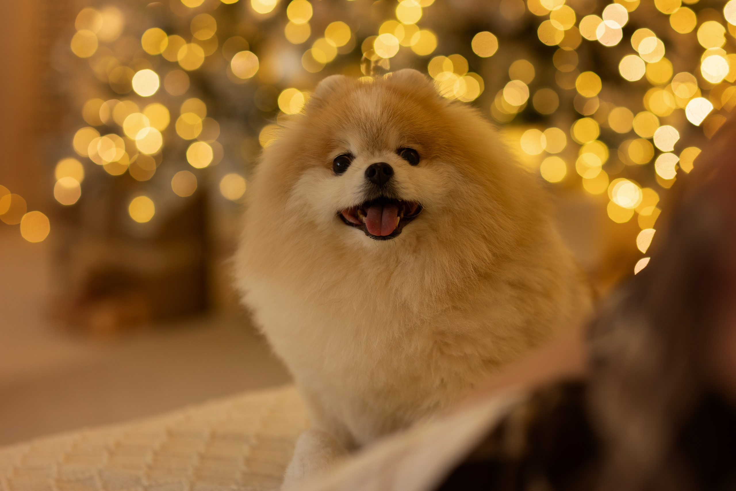 Натали и Арчибальд. Фотограф — Анималист Наталья Тямушева