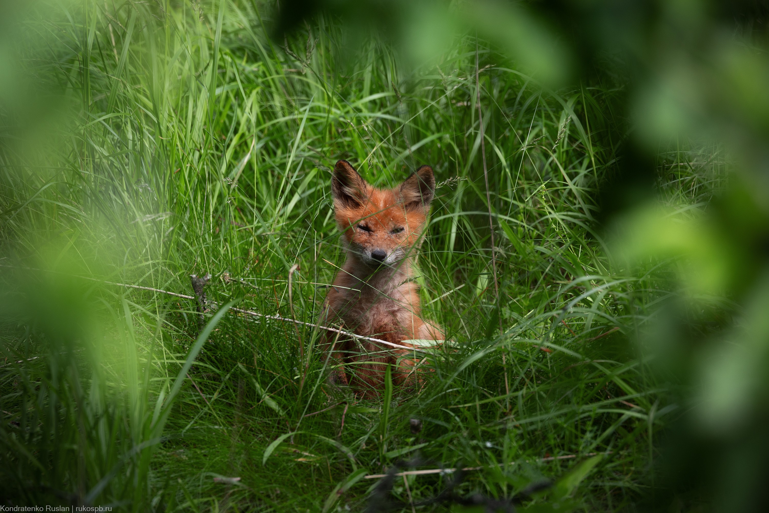 Лиса. Архитектурный и пейзажный фотограф Кондратенко Руслан, Санкт-Петербург