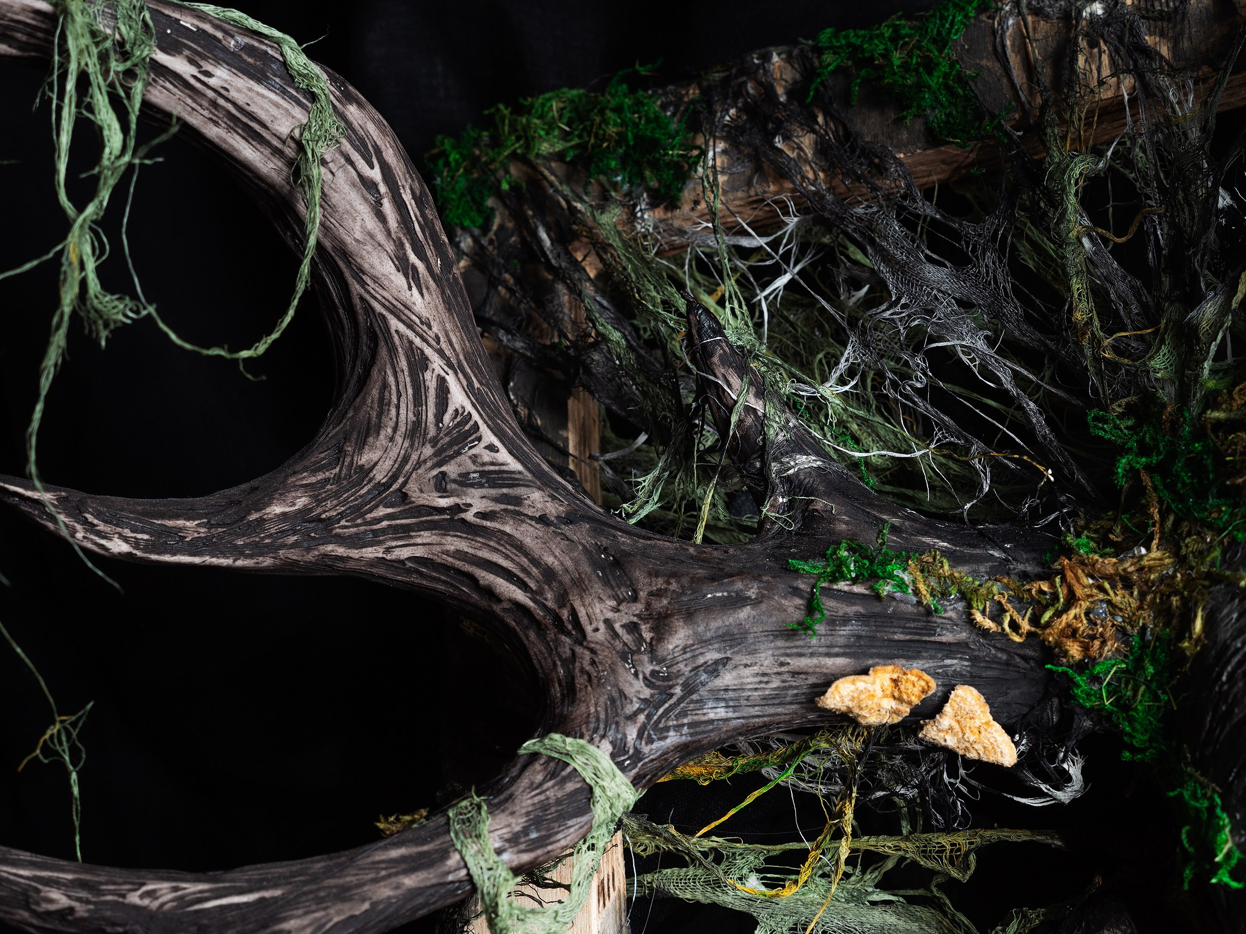 Картины. Фотограф анималист Никита Натальный