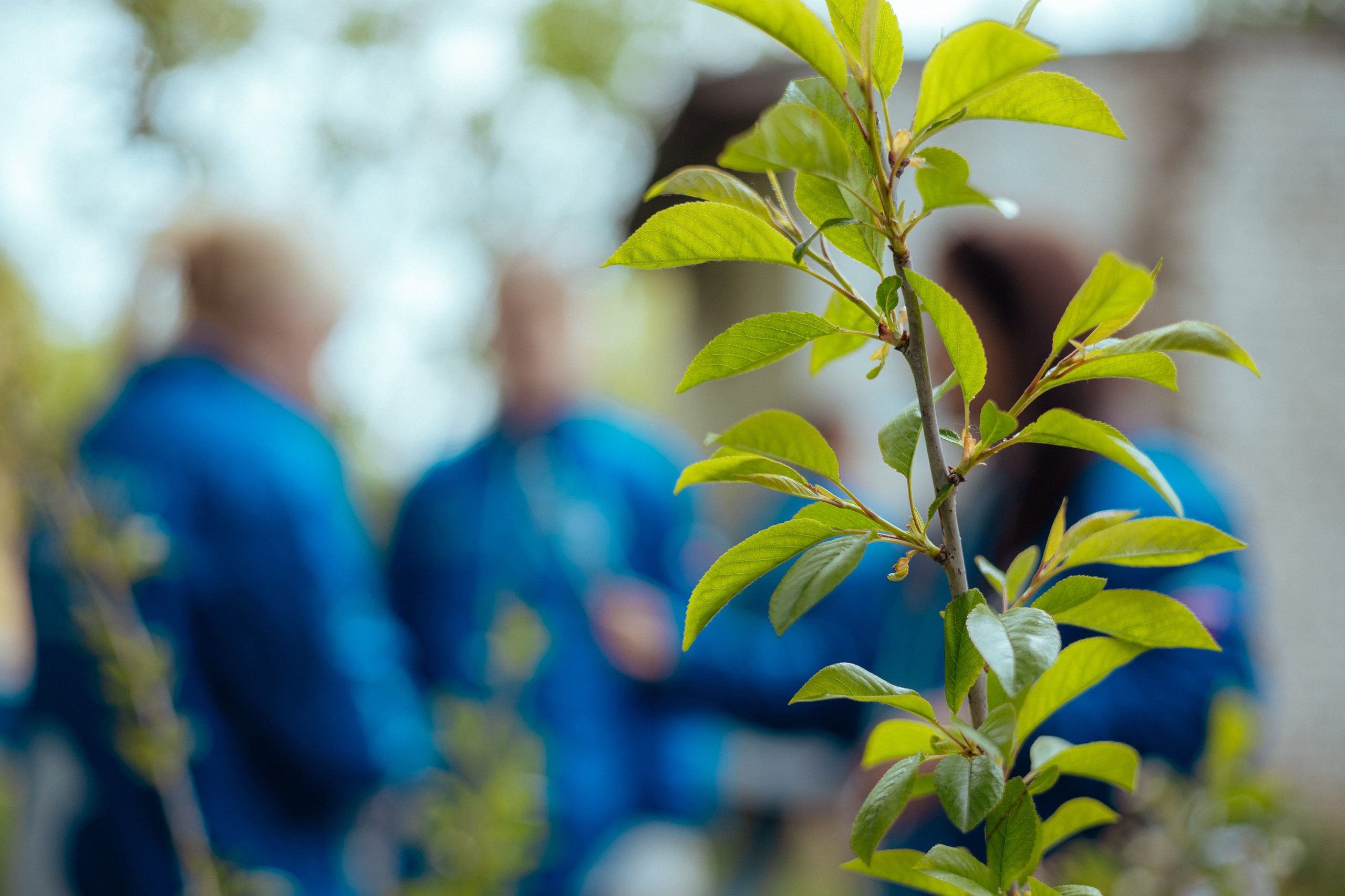 Сад памяти | волонтеры победы