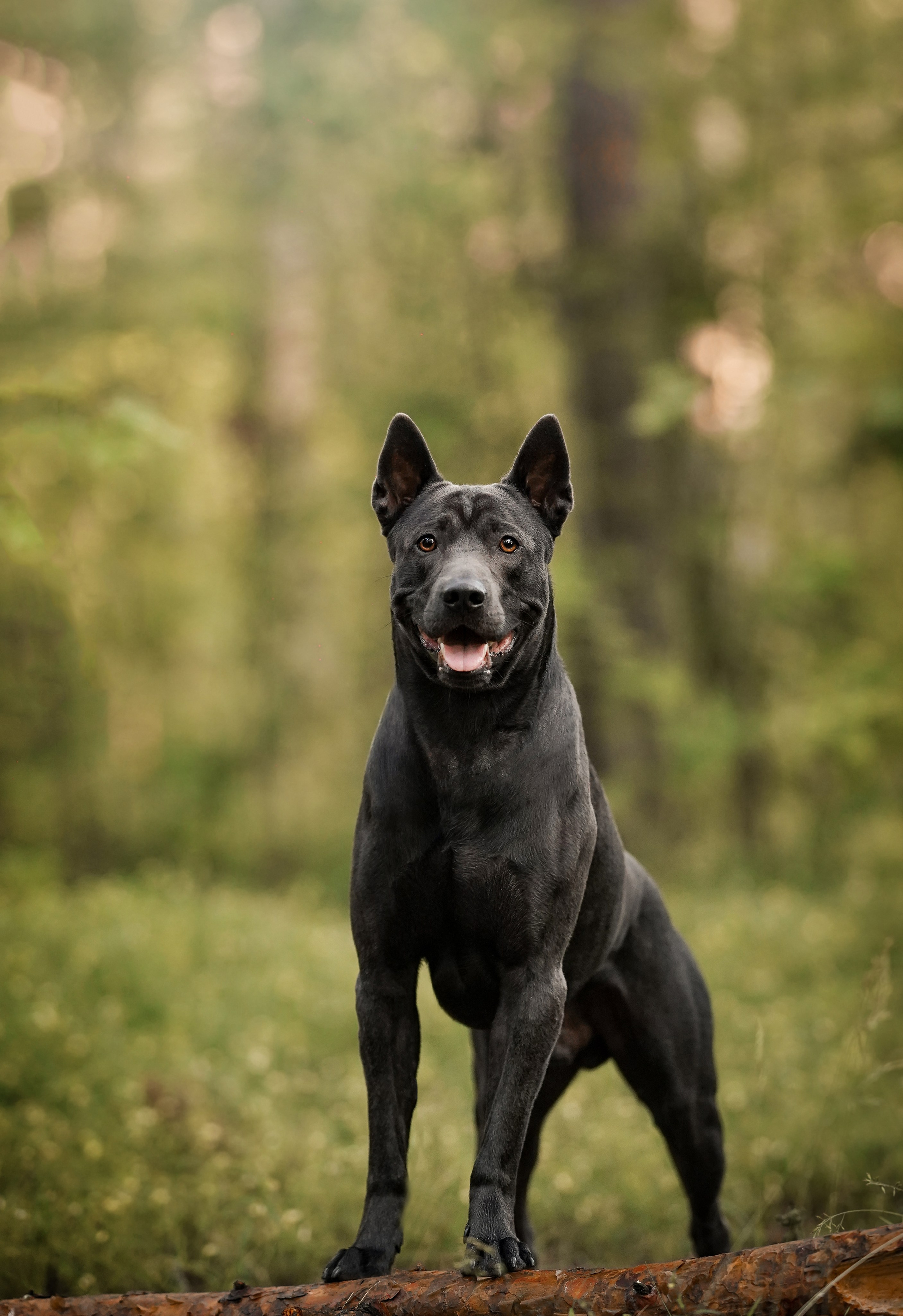 Вероника и Адам. Фотограф-анималист в Санкт-Петербурге Яна Мартынова