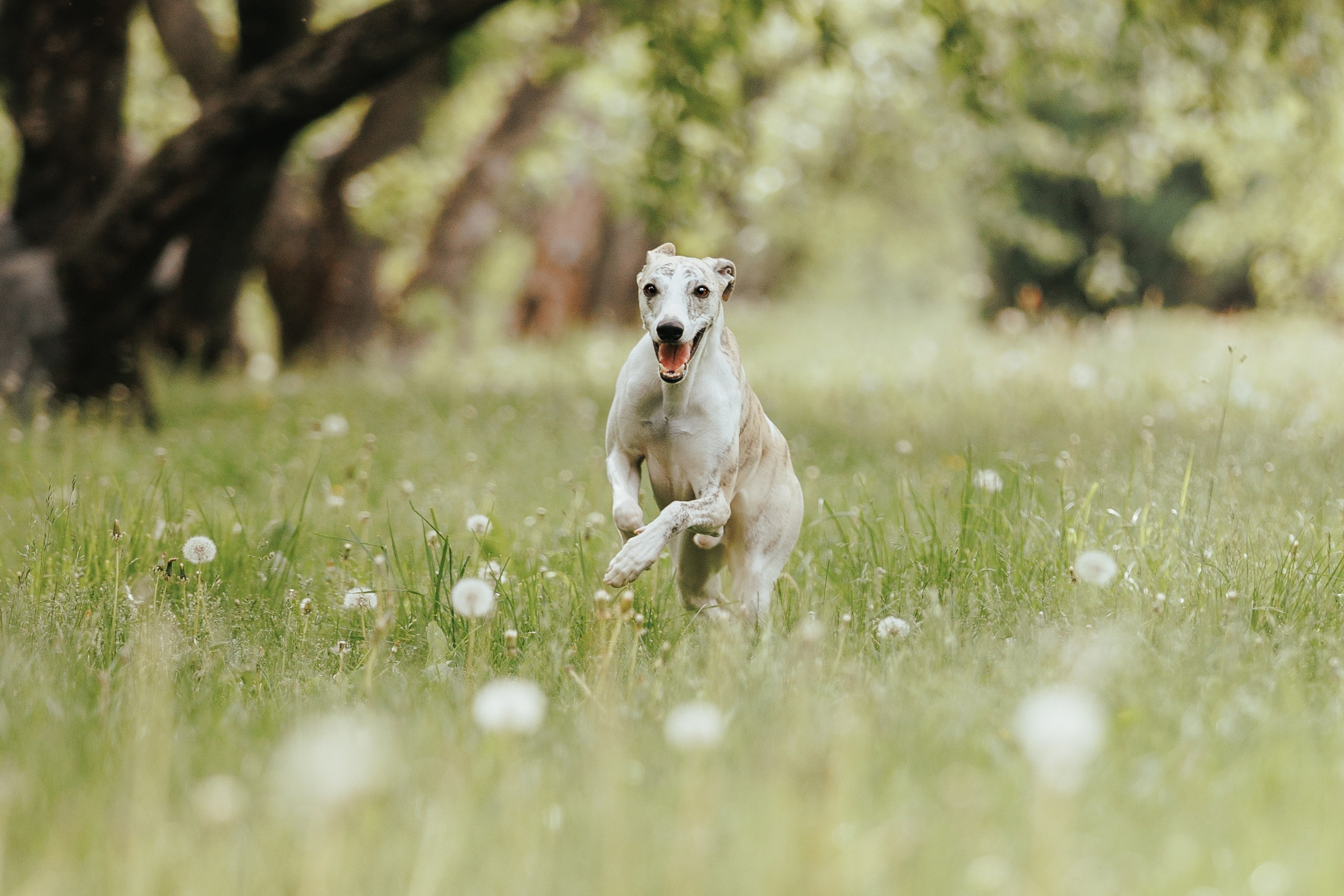 Саша и Гусь. Фотограф анималист Кристина Карпова, Москва