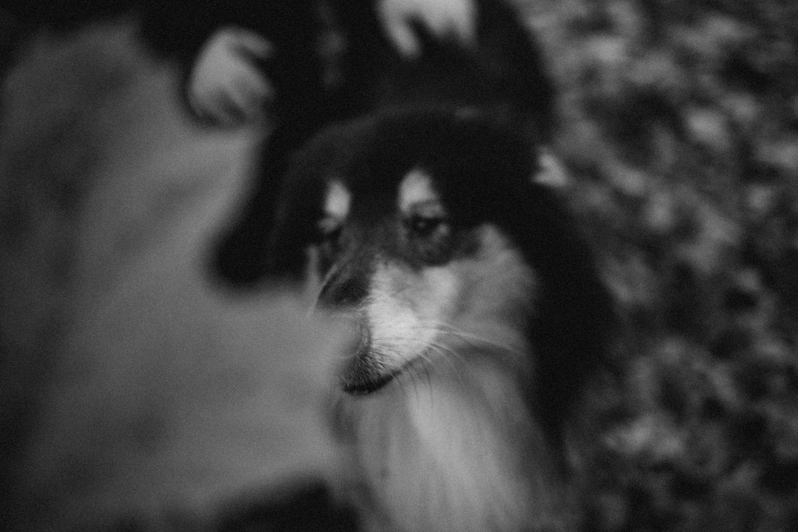 Ия и Барт. Фотограф — Анималист | Санкт-Петербург