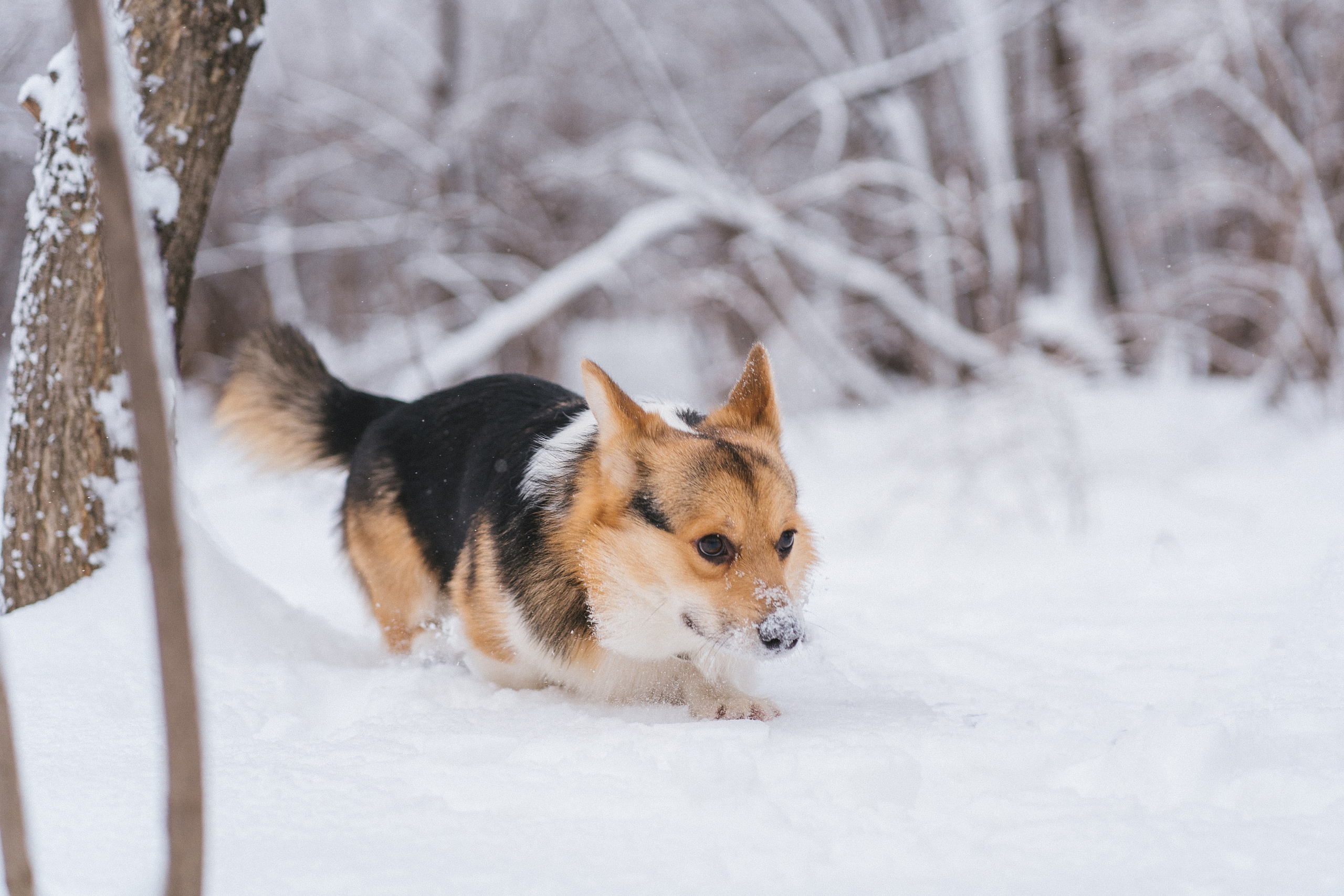 Каспер и Полина. Свадебный фотограф в Москве Анна Полушина