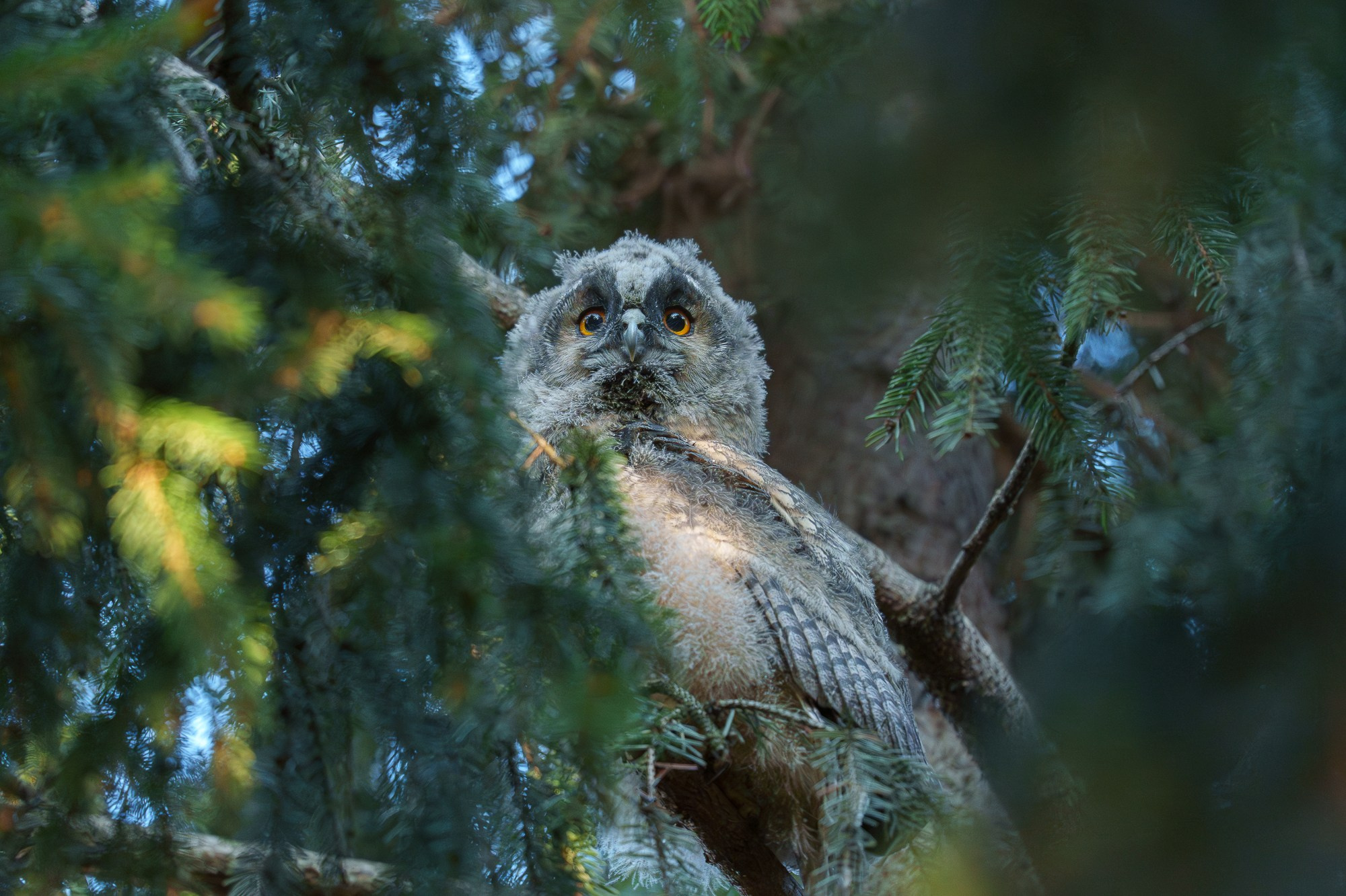 Удивительные мир птиц. Вокруг нас столько прекрасного — присмотритесь!. Ваш личный фотограф Марина Волкова
