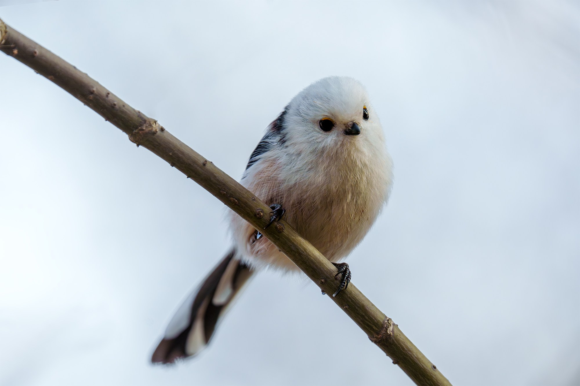 Удивительные мир птиц. Вокруг нас столько прекрасного — присмотритесь!. Ваш личный фотограф Марина Волкова