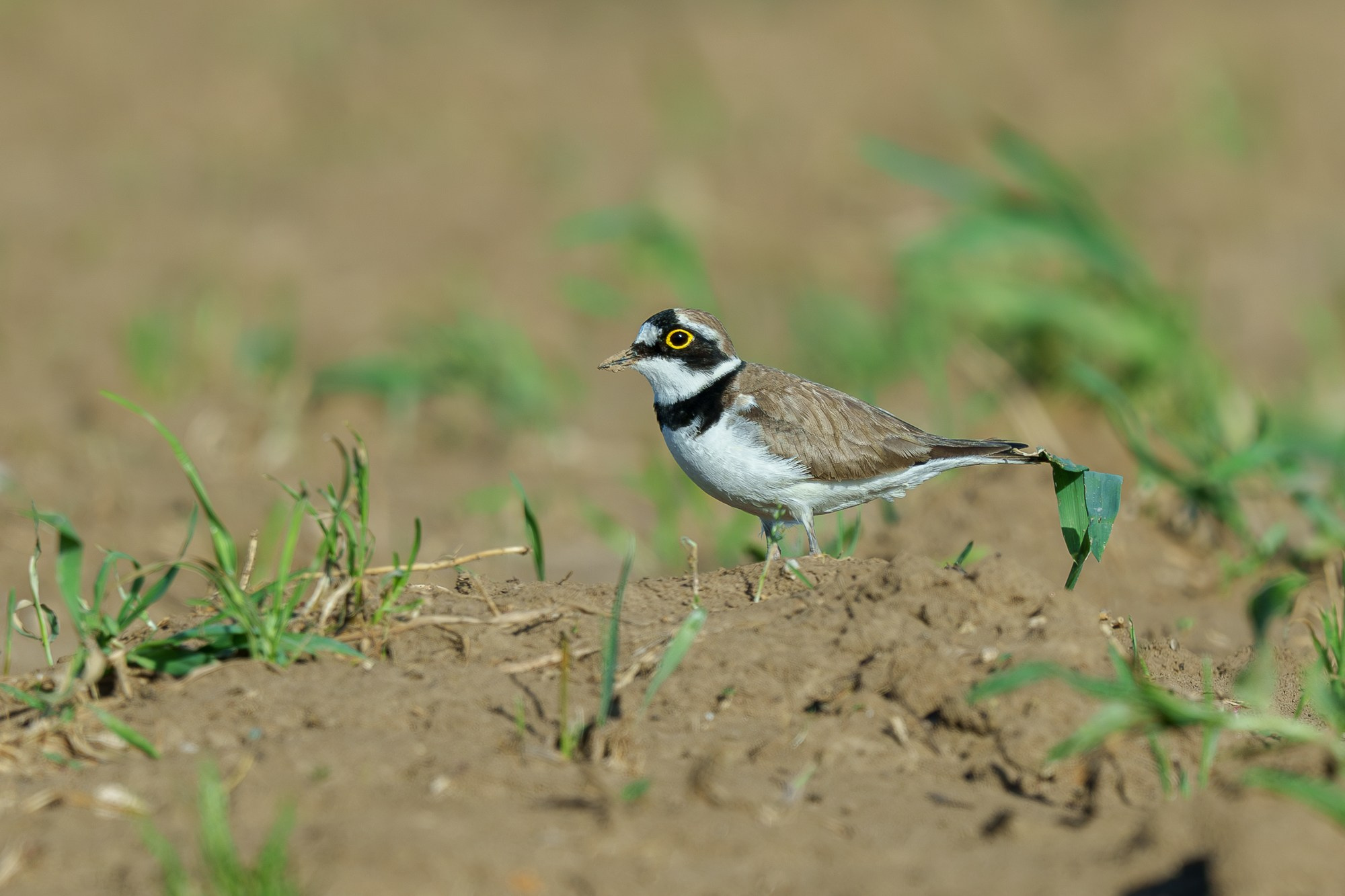 Удивительные мир птиц. Вокруг нас столько прекрасного — присмотритесь!. Ваш личный фотограф Марина Волкова