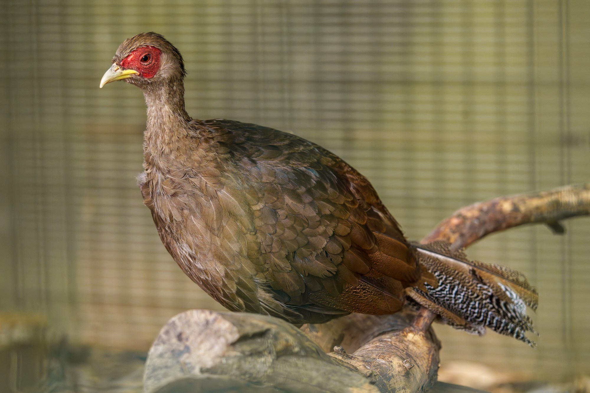 Удивительные мир птиц. Вокруг нас столько прекрасного — присмотритесь!. Ваш личный фотограф Марина Волкова