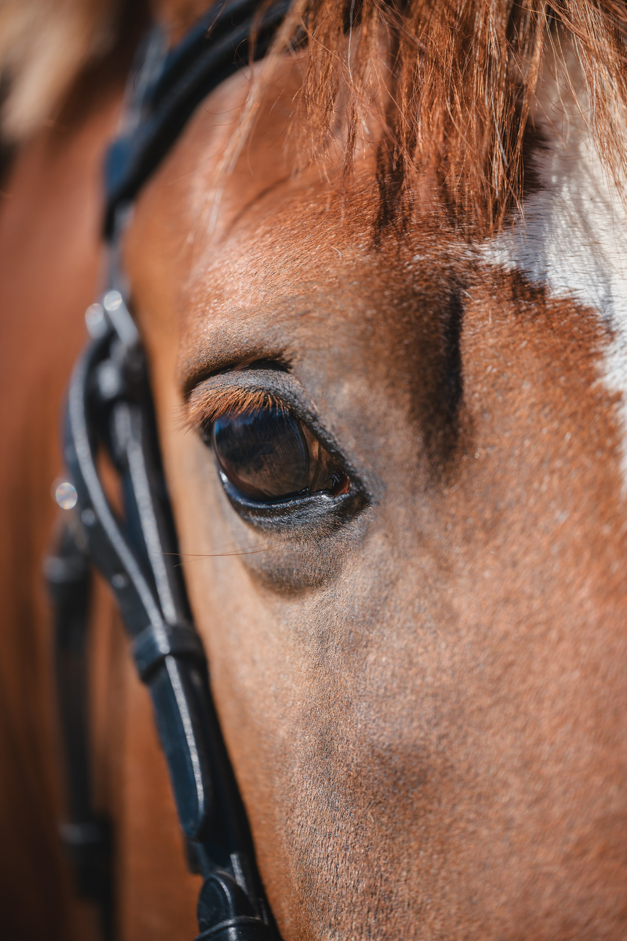 Виктория и Лео. Фотограф Анималист в Москве Анастасия Жучкова