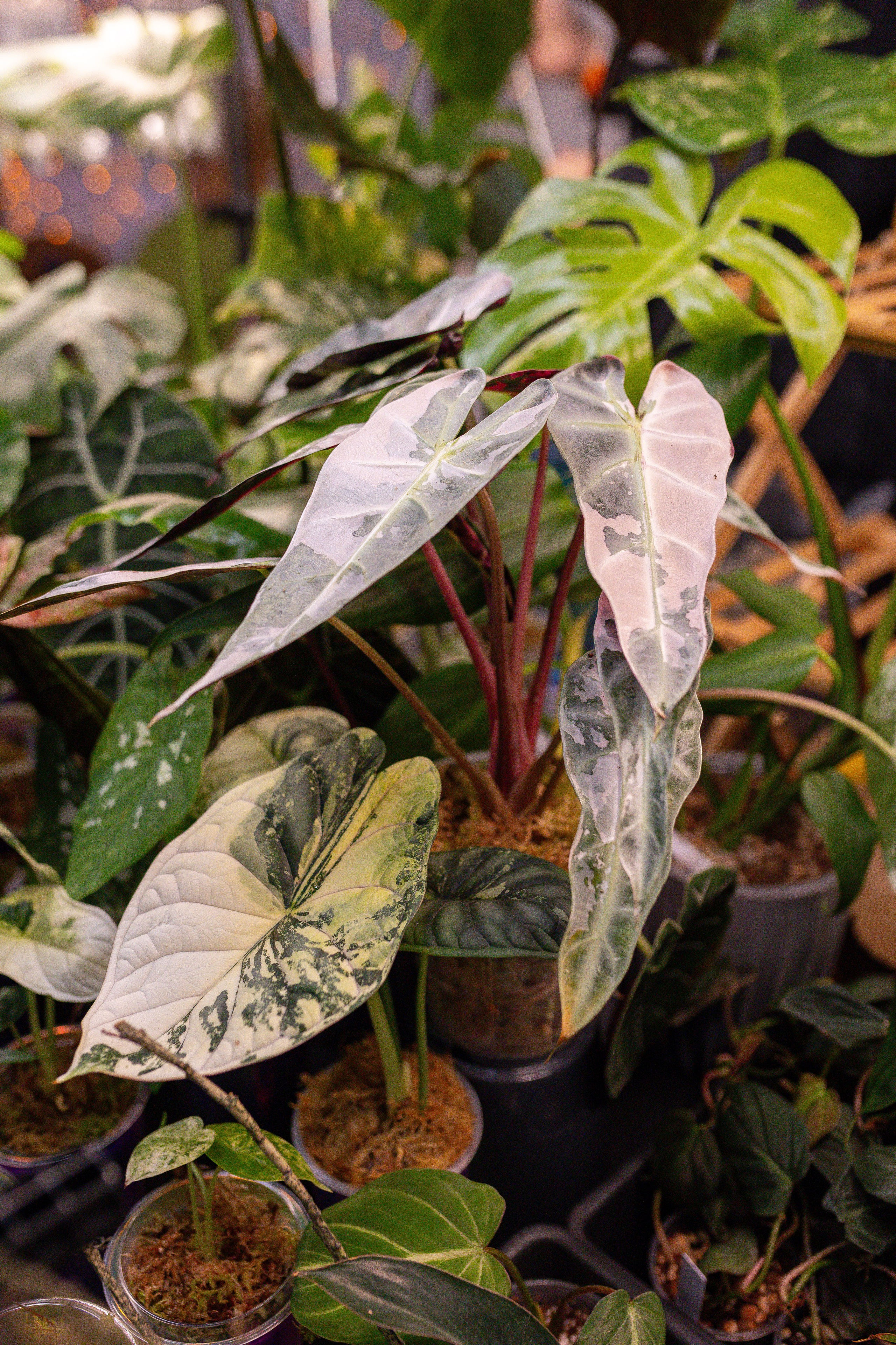 Орхидиум 12.2025. Александра Куликова фотограф, Москва