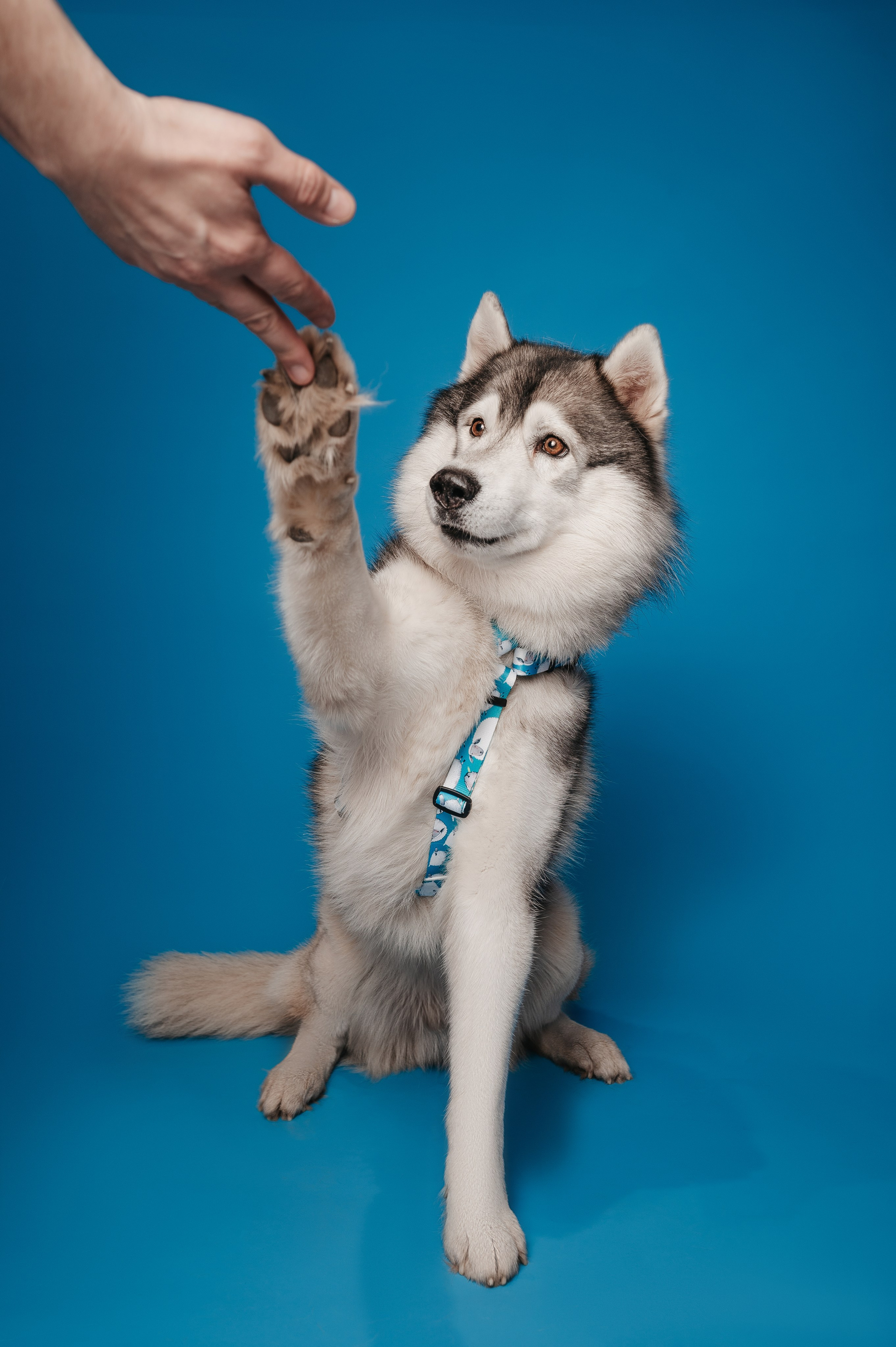 Bender&Frai. Овечки. Семейный фотограф анималист Ананьева Мария — Москва