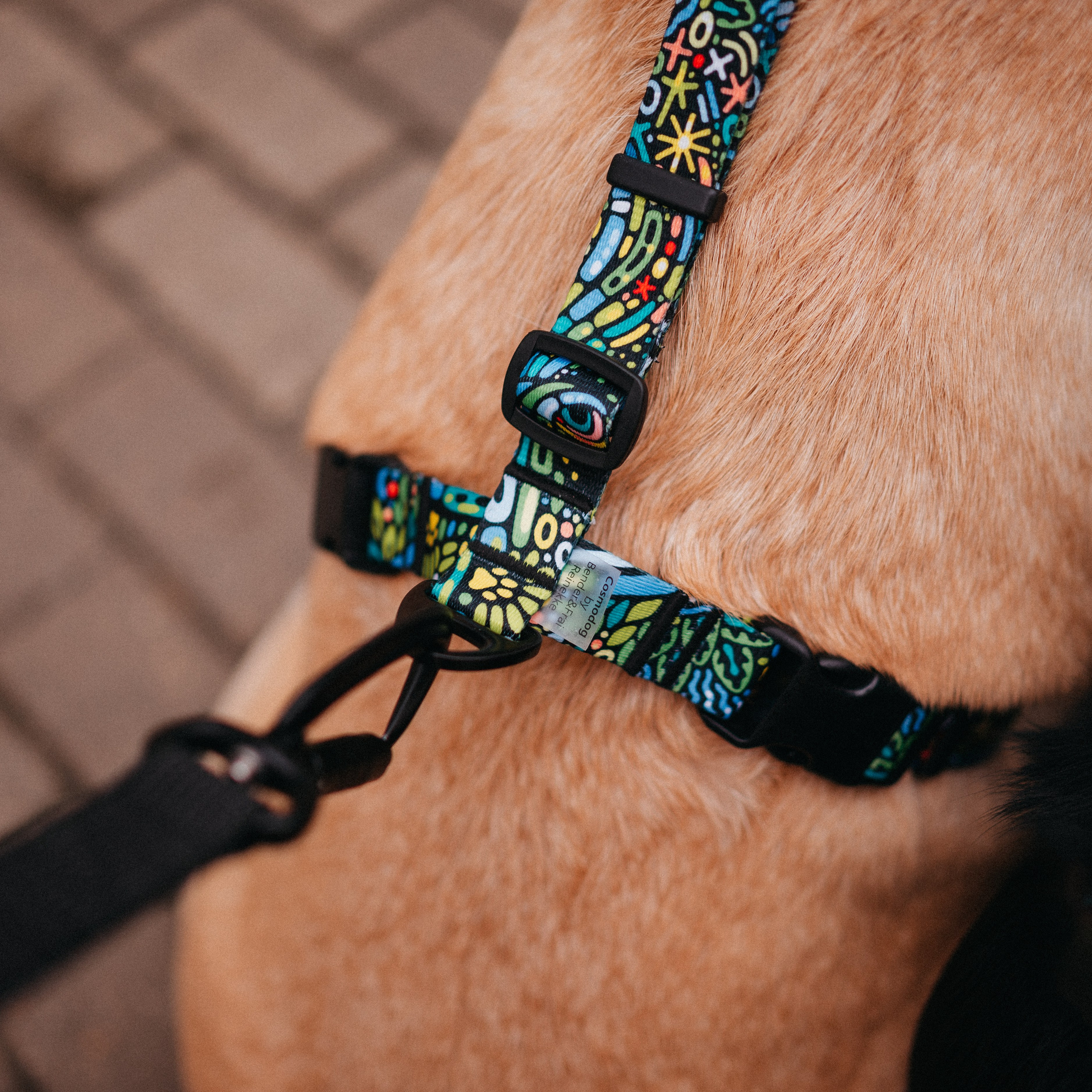 Cosmodog. Амуниция. Семейный фотограф анималист Ананьева Мария — Москва