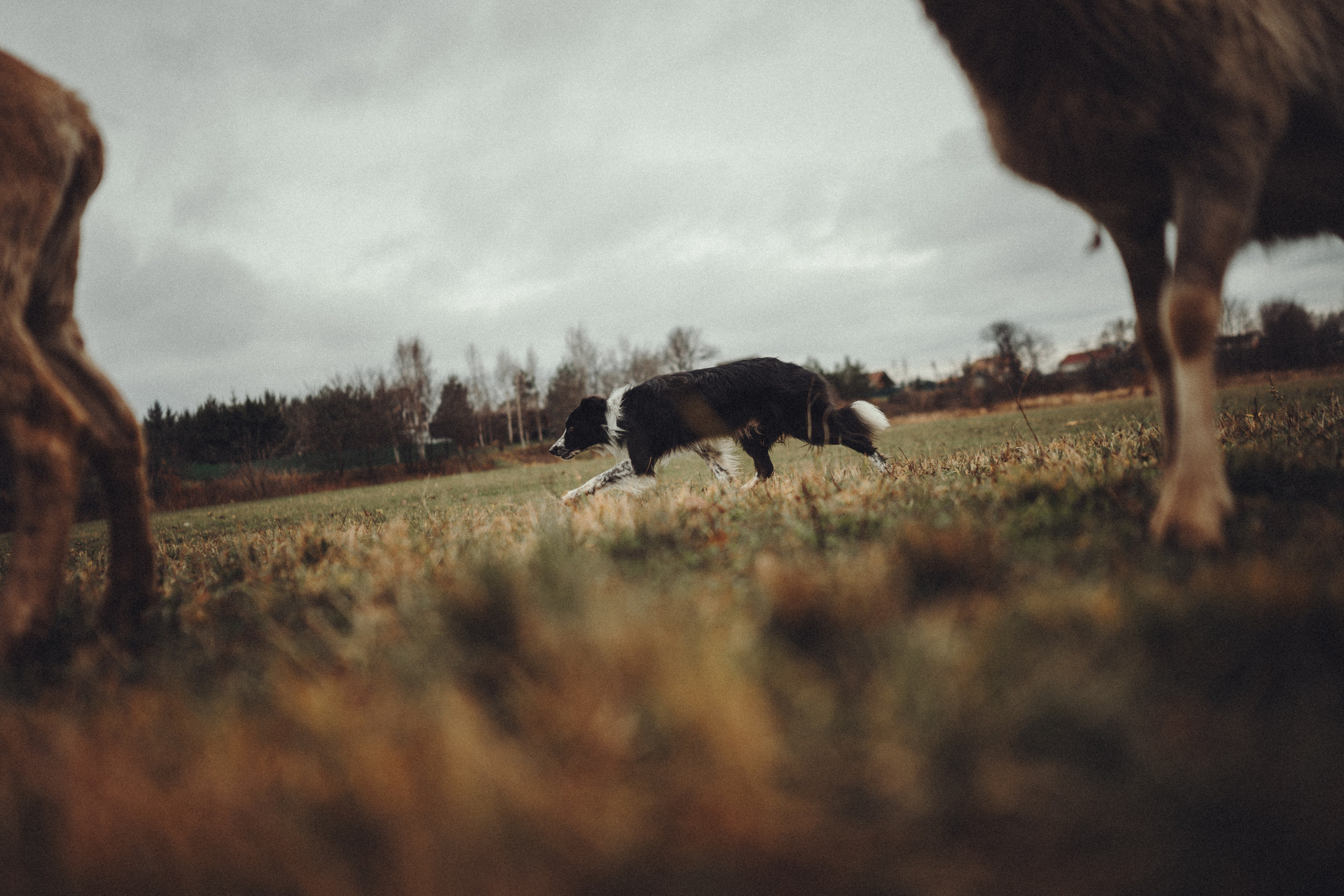 Настя и Рэги на ферме. Семейный фотограф анималист Ананьева Мария — Москва