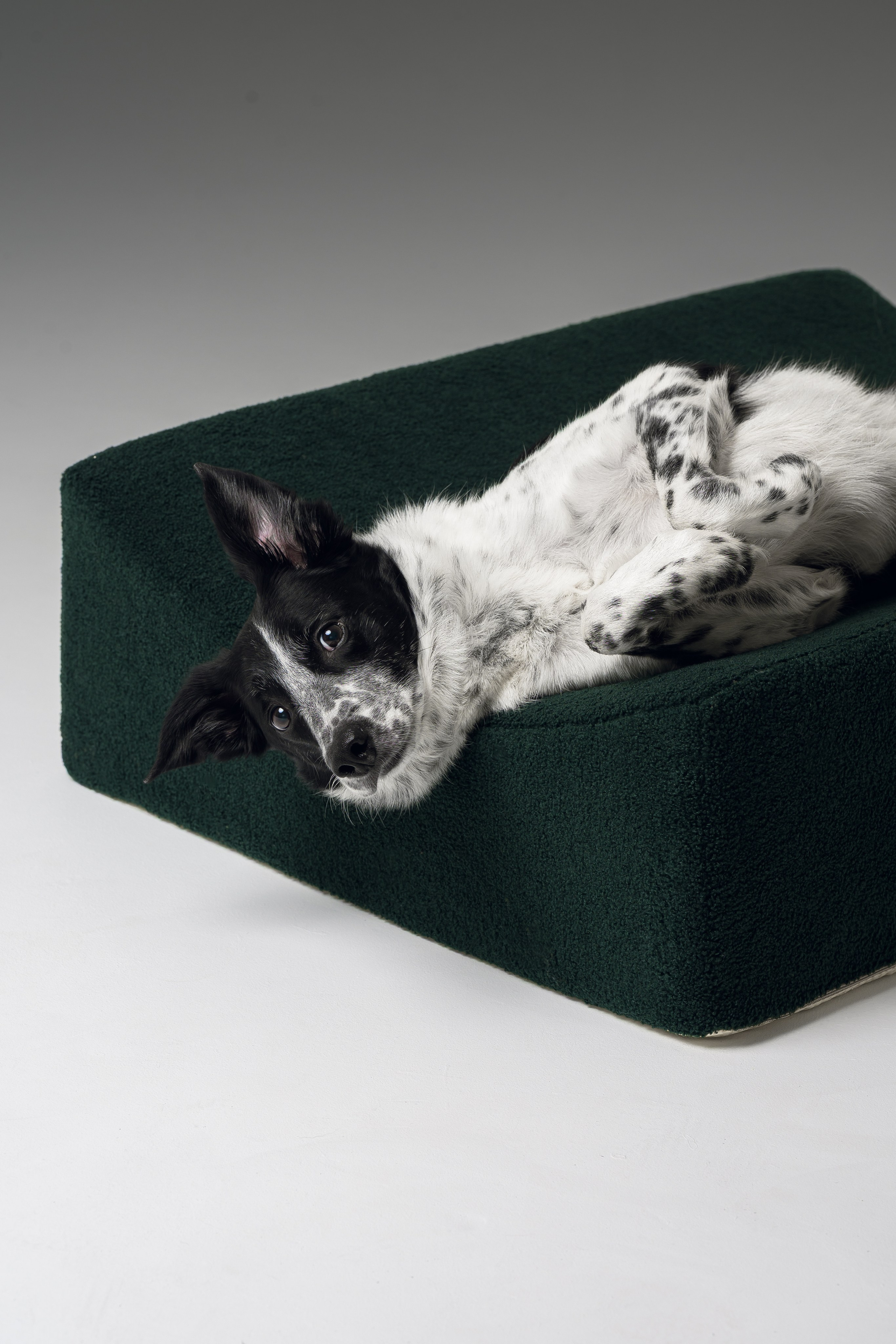 Chilldog. Семейный фотограф анималист Ананьева Мария — Москва