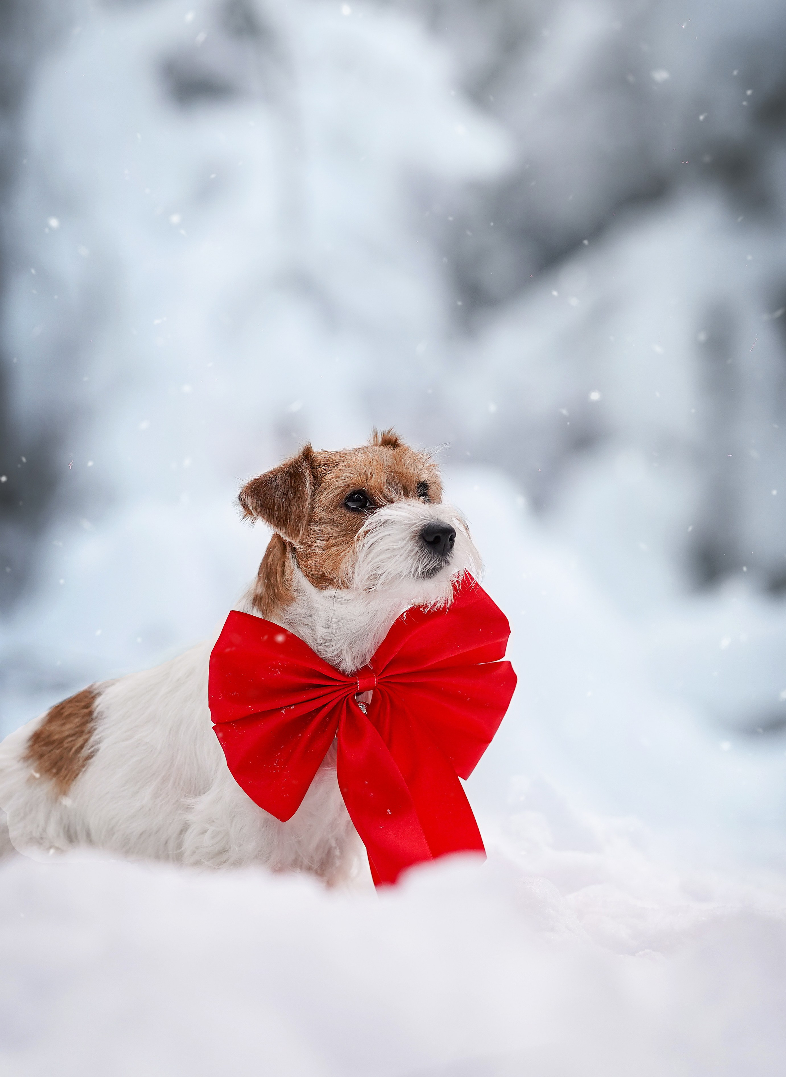 Люба и Тося. Фотограф-анималист в Санкт-Петербурге Яна Мартынова