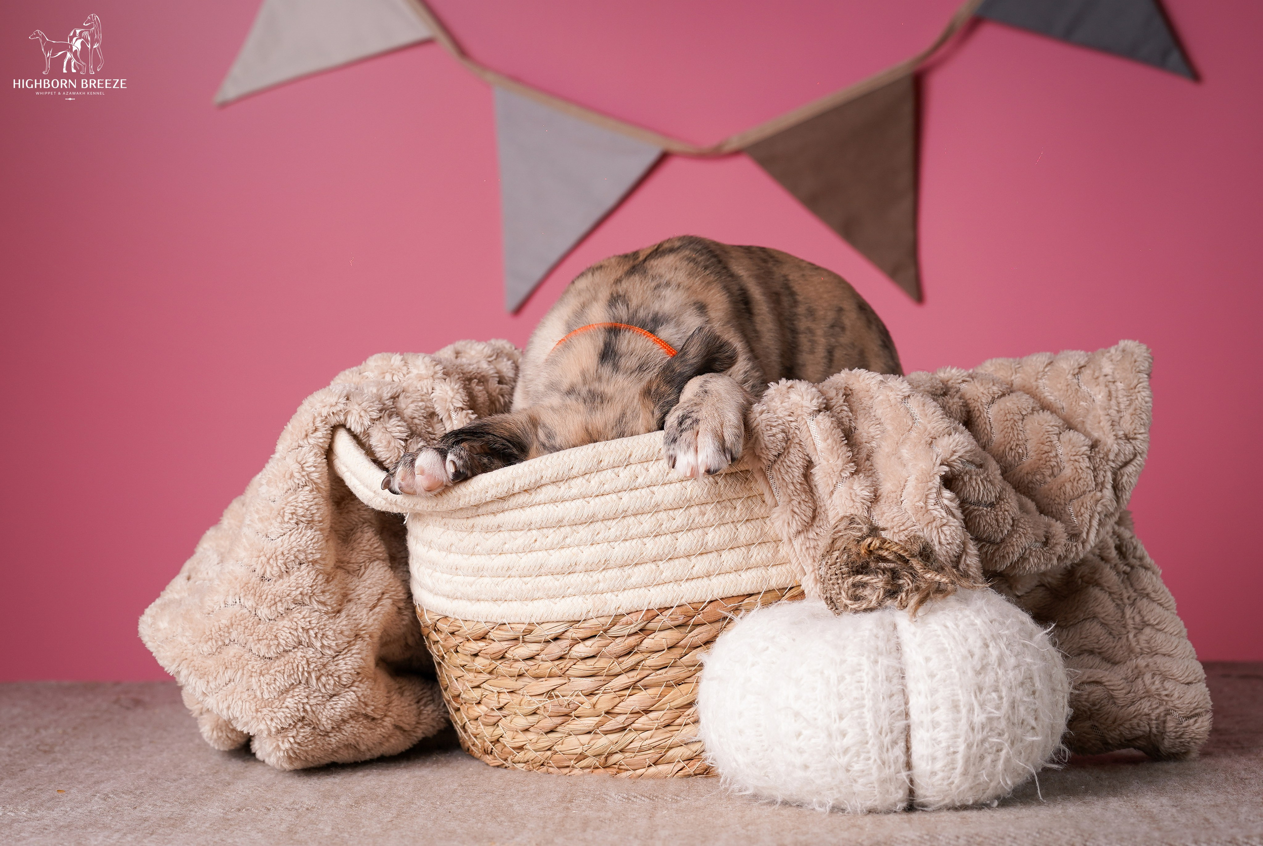 Щенки уиппета. Фотограф-анималист в Санкт-Петербурге Яна Мартынова