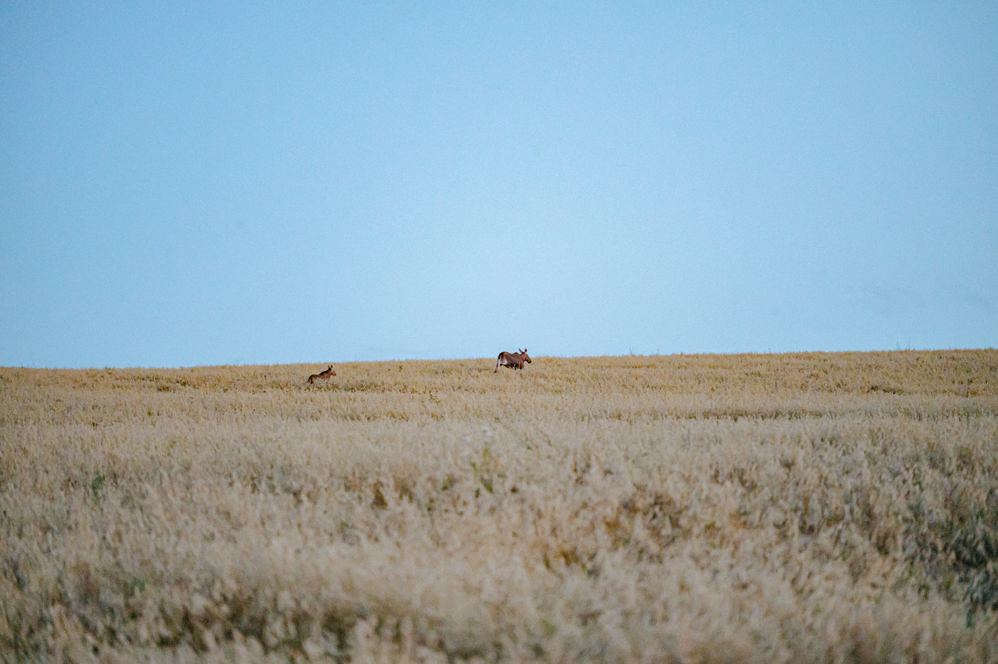 Природа. Максим Егоров, г. Ижевск. Репортажная, предметная съёмка и фуд-фотография