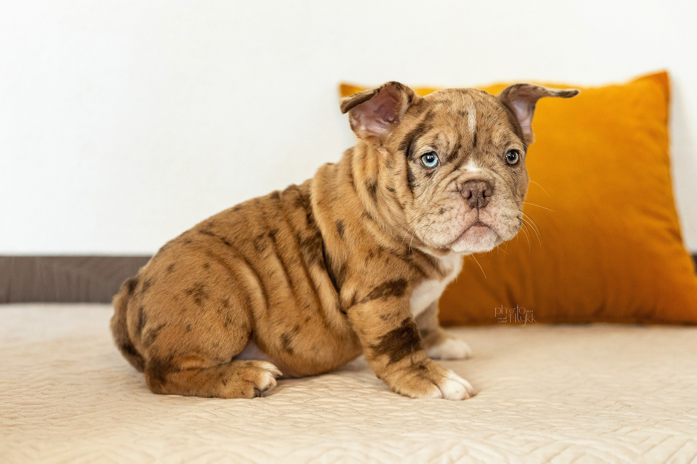 Щенки Американского булли + кошечка. Htykk_photo