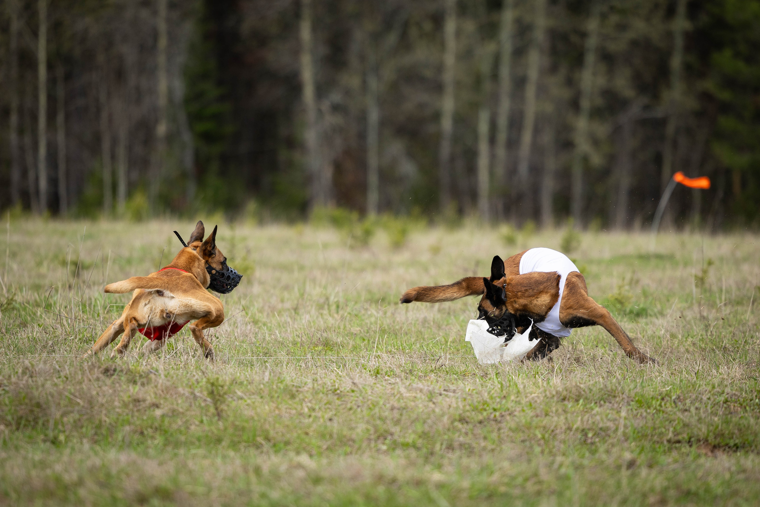 Курсинг. Фотограф Анималист в Перми Анастасия Остерман