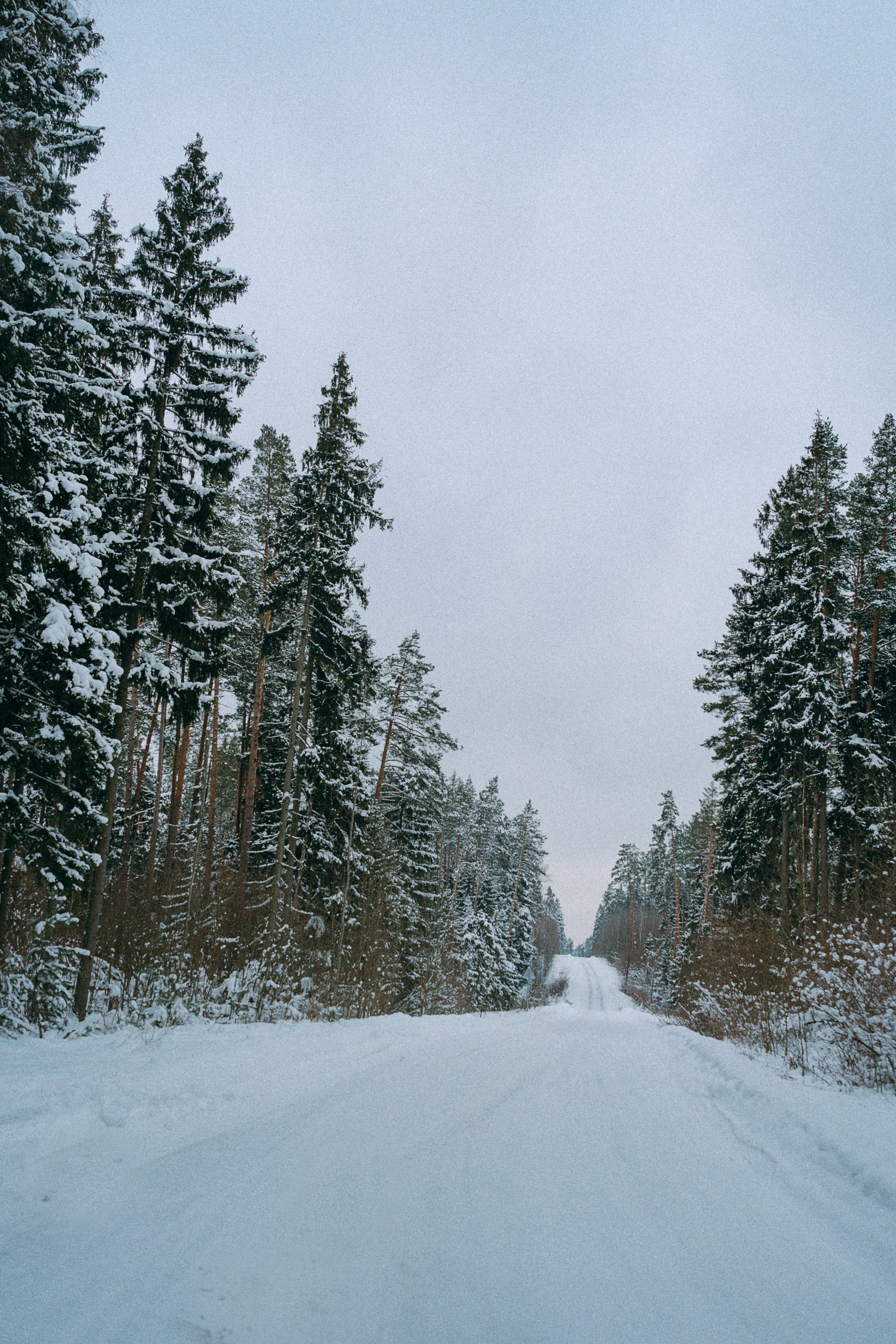Алина, Ваниль и Элис. Фотограф анималист в Москве и Санкт-Петербурге Свиридова Анна
