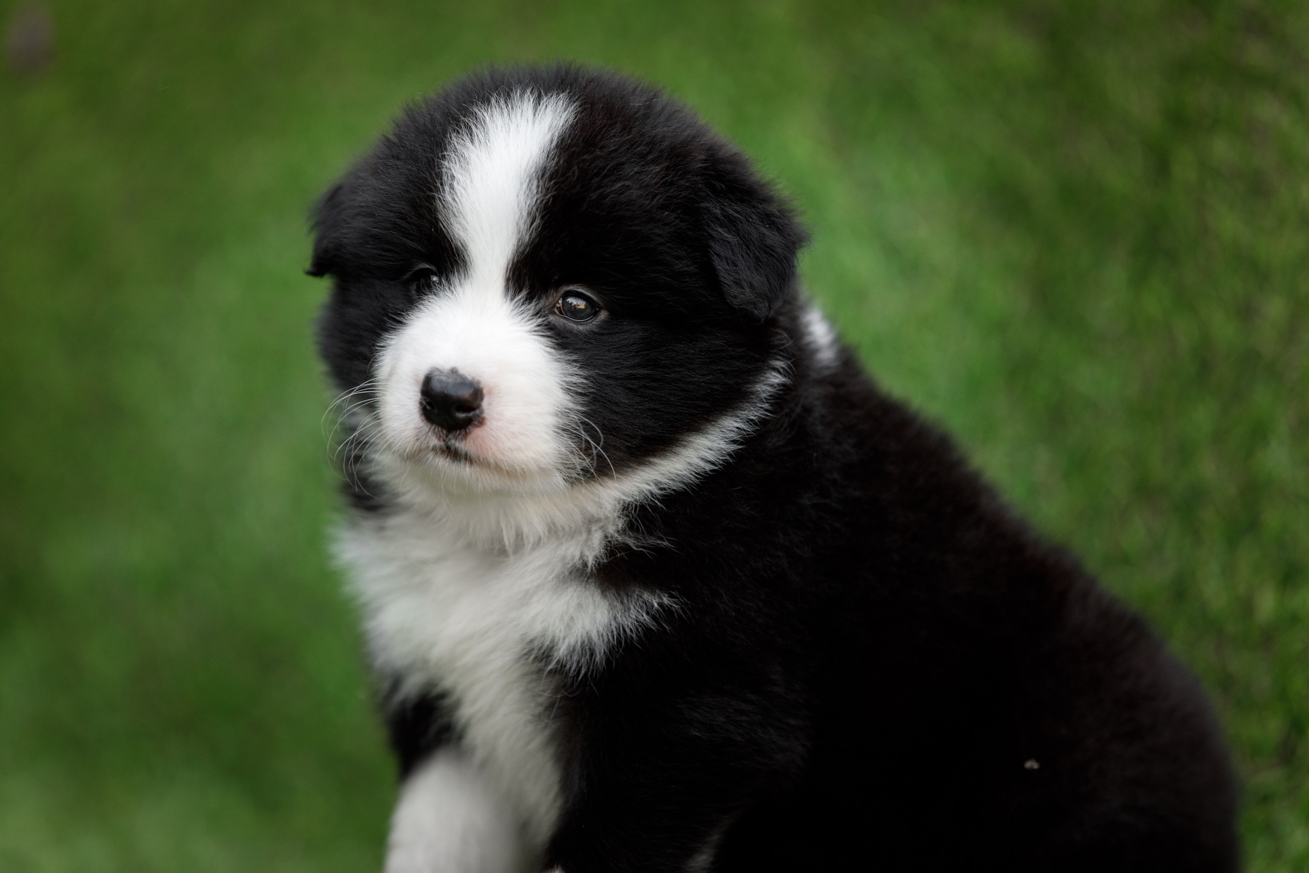 Смешарики. О нас